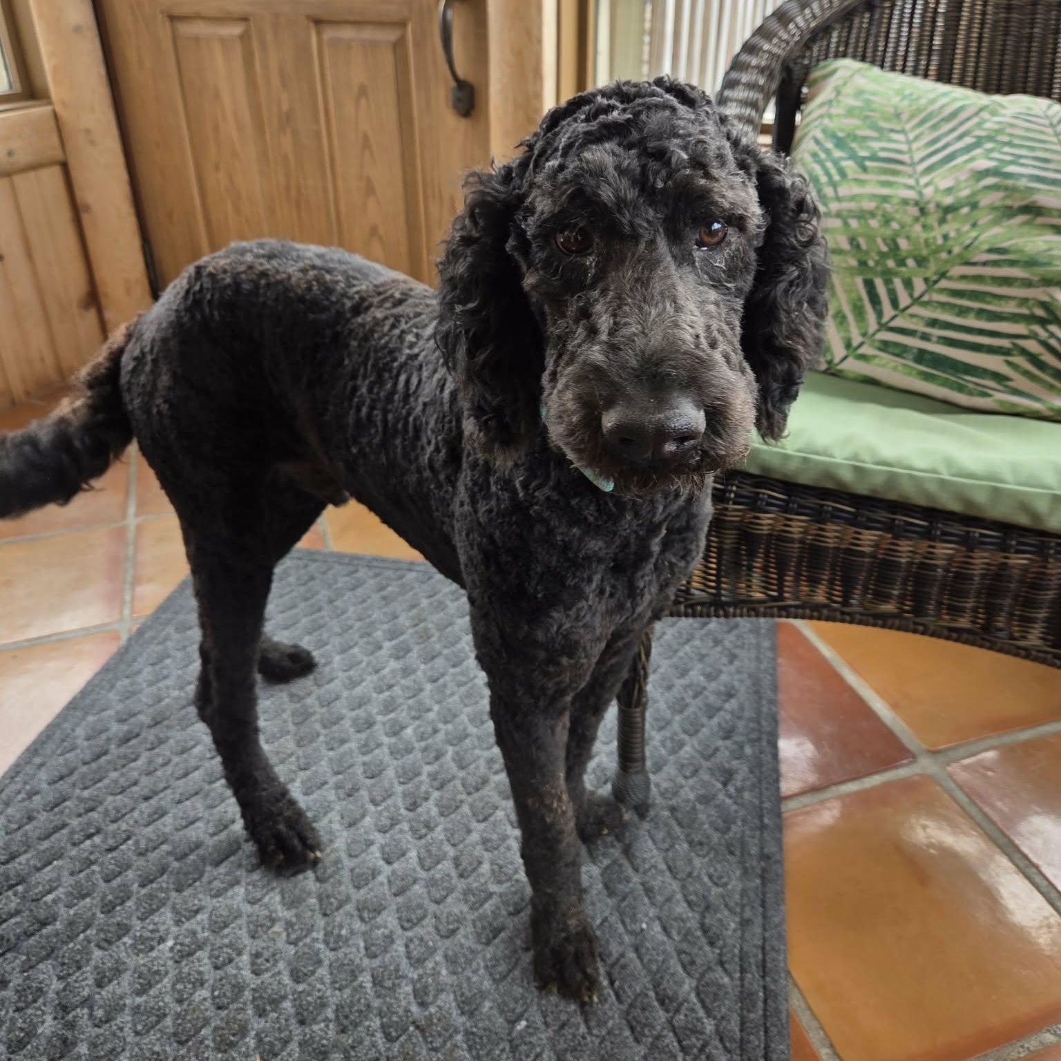 Sam, Adoptable, Young Male Standard Poodle.