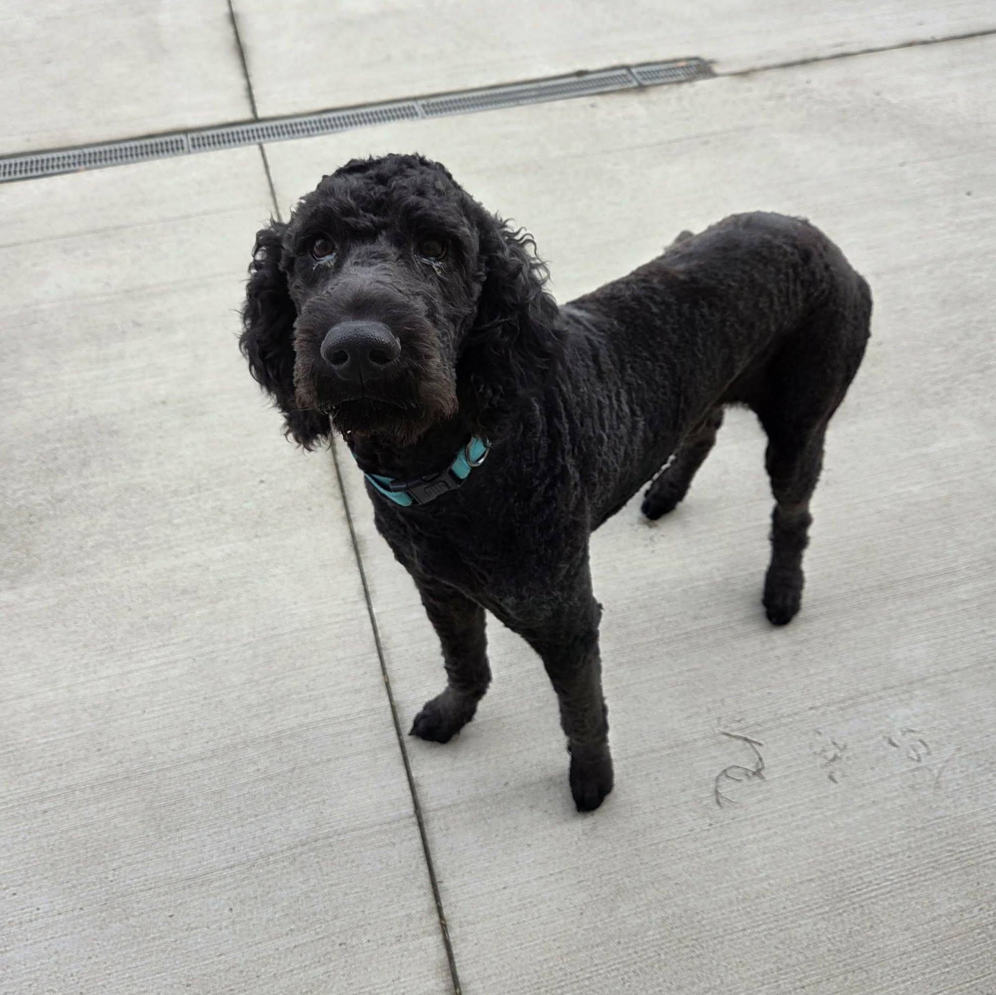 Enlarge Sam, a Adoptable Standard Poodle in Lancaster, KY image 4/6