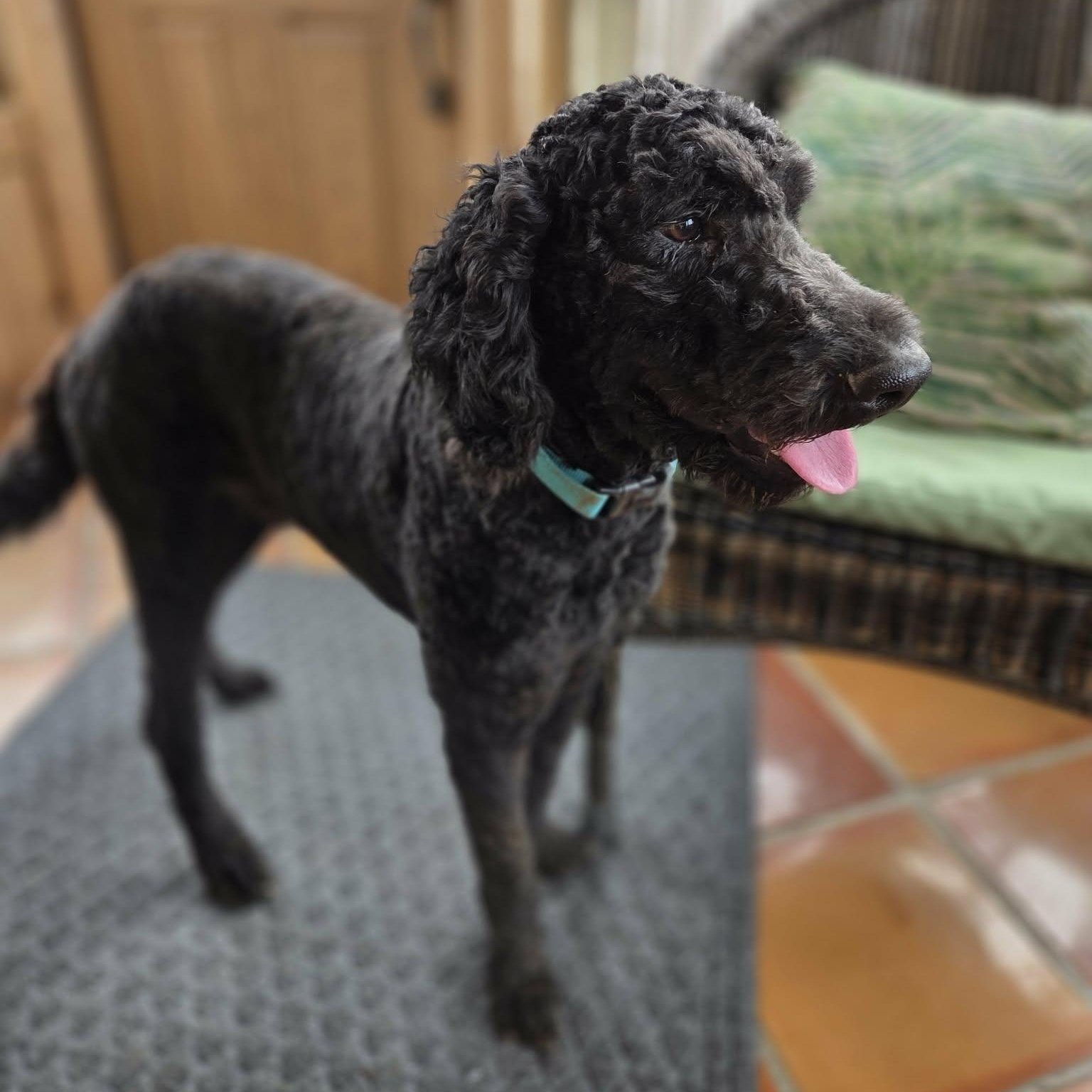 Enlarge Sam, a Adoptable Standard Poodle in Lancaster, KY image 2/6