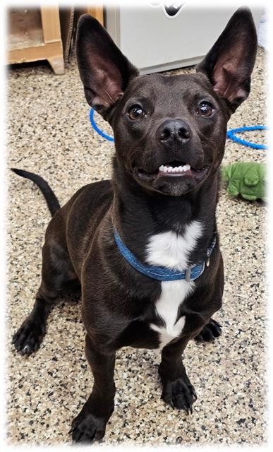 FENNEC, Adoptable, Young Male Chihuahua & Mixed Breed.