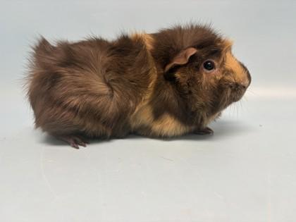 Chip, Adoptable, Adult Female Guinea Pig.