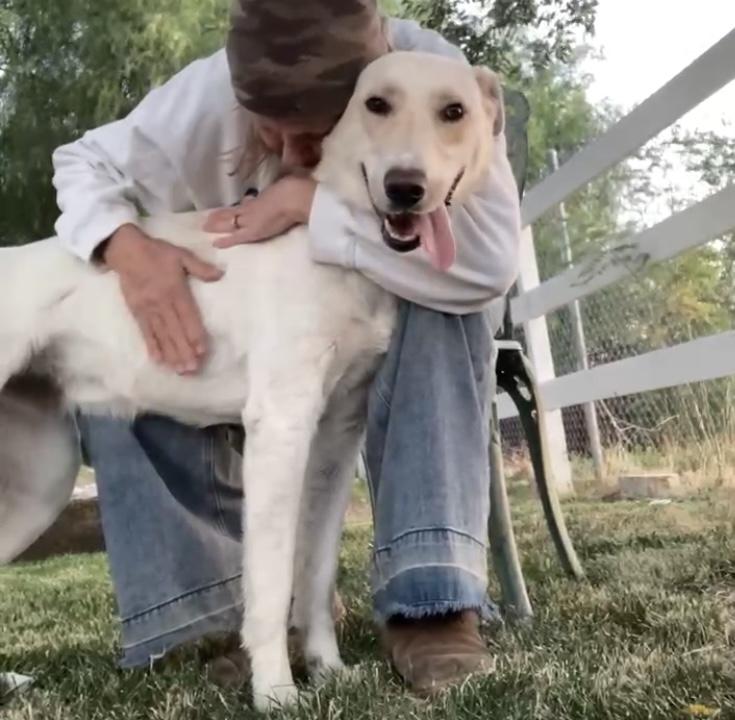 Sky, Adoptable, Young Female Labrador Retriever.
