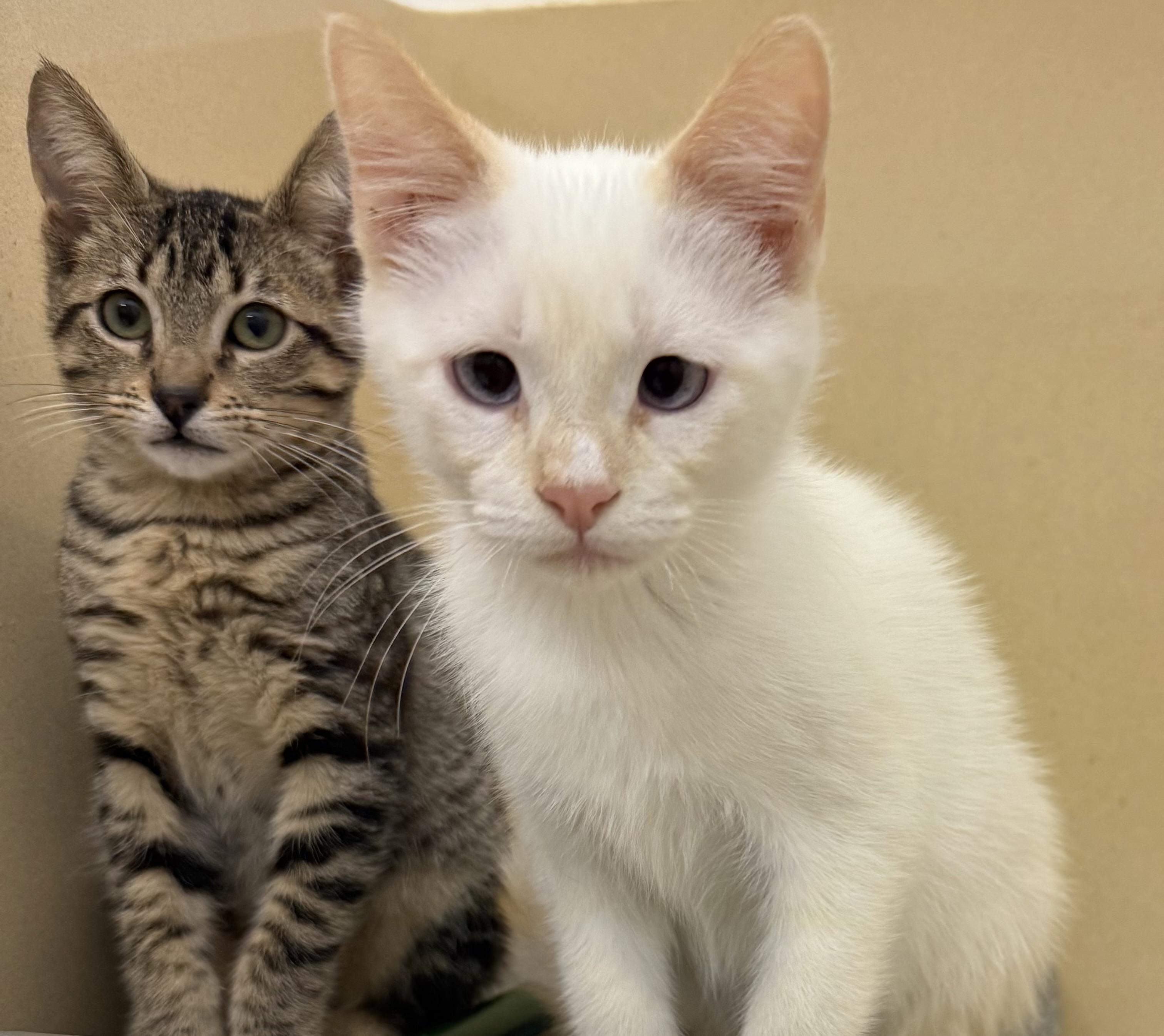 Bonded brothers, Adopted, Young Male Siamese.
