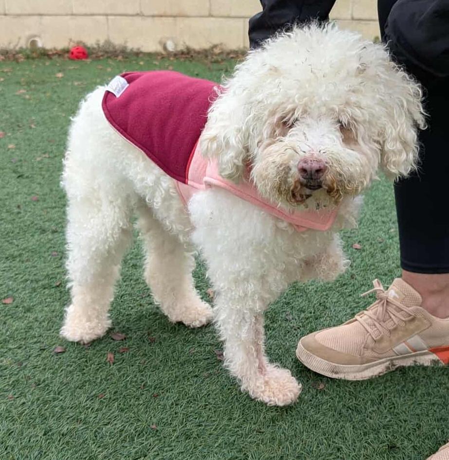 Willow, Adoptable, Senior Female Poodle & Maltese.