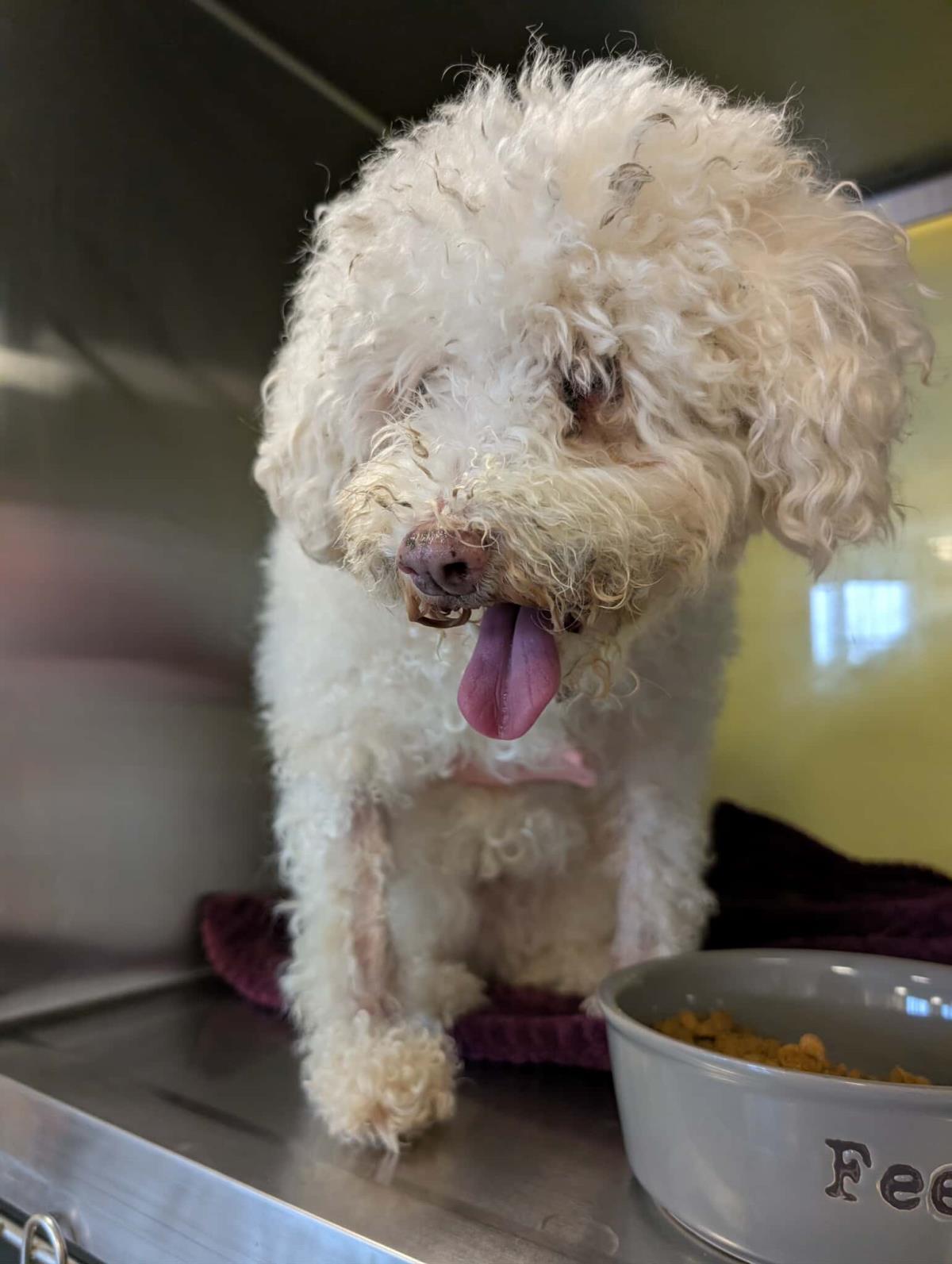 Enlarge Willow, a Adoptable mixed breed in McKinney, TX image 2/2