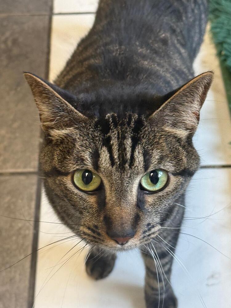 Whiskey, Adoptable, Adult Male Domestic Short Hair.