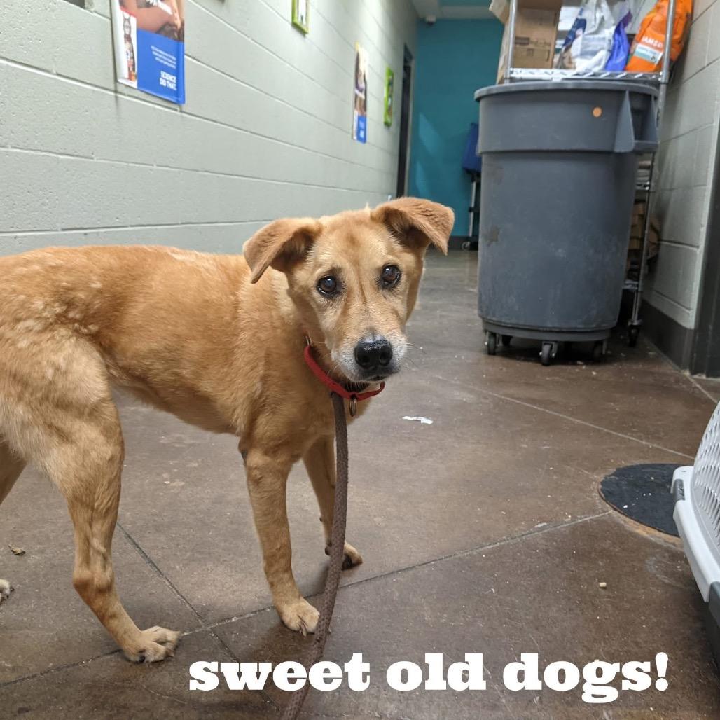 Enlarge Lil Bit, a Adoptable mixed breed in Huntsville, AL image 1/5