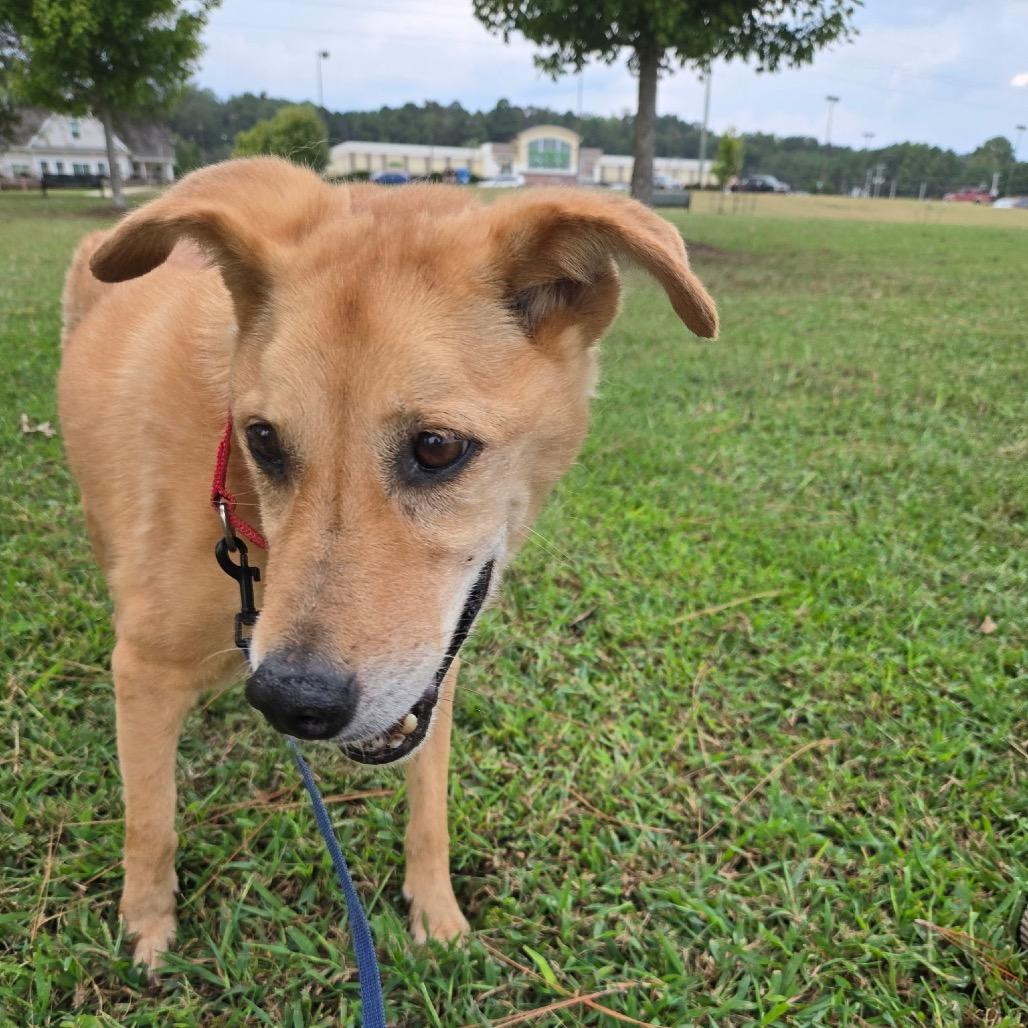 Enlarge Lil Bit, a Adoptable mixed breed in Huntsville, AL image 3/5