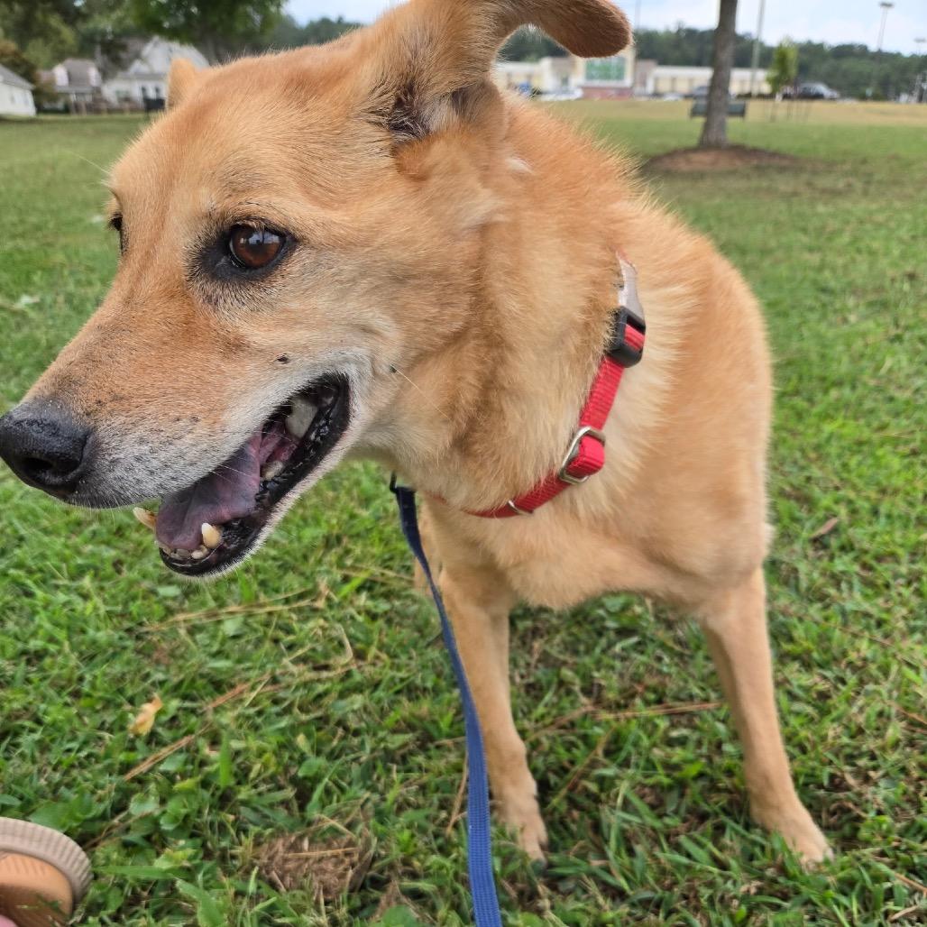 Enlarge Lil Bit, a Adoptable mixed breed in Huntsville, AL image 4/5
