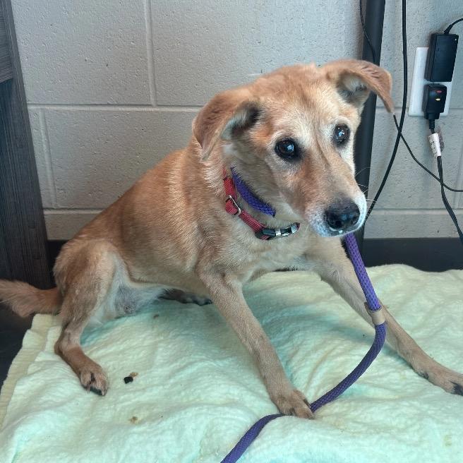 Enlarge Lil Bit, a Adoptable mixed breed in Huntsville, AL image 5/5