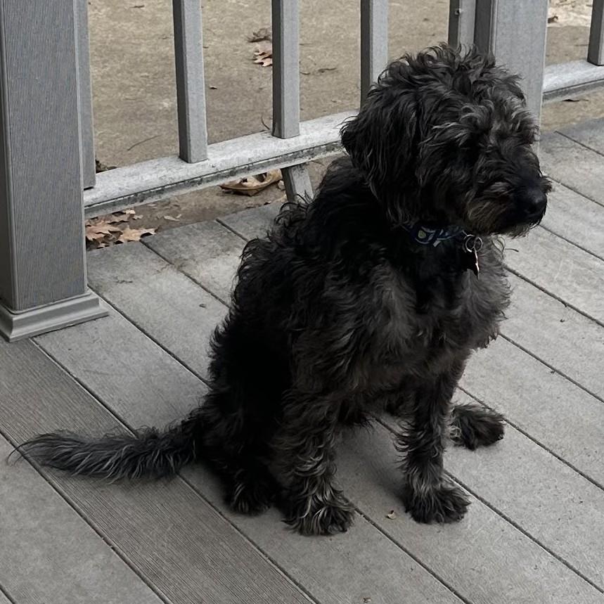 Enlarge Dynaco, an adopted Labradoodle in Normal, IL image 4/4