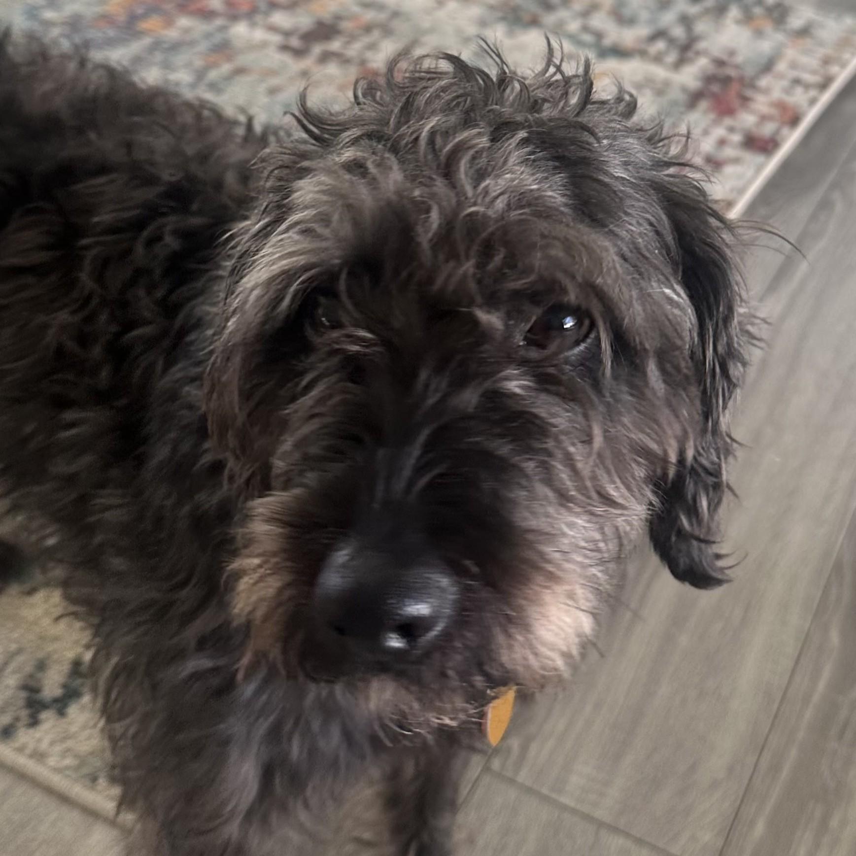 Dynaco, adopted, Adult Male Labradoodle.