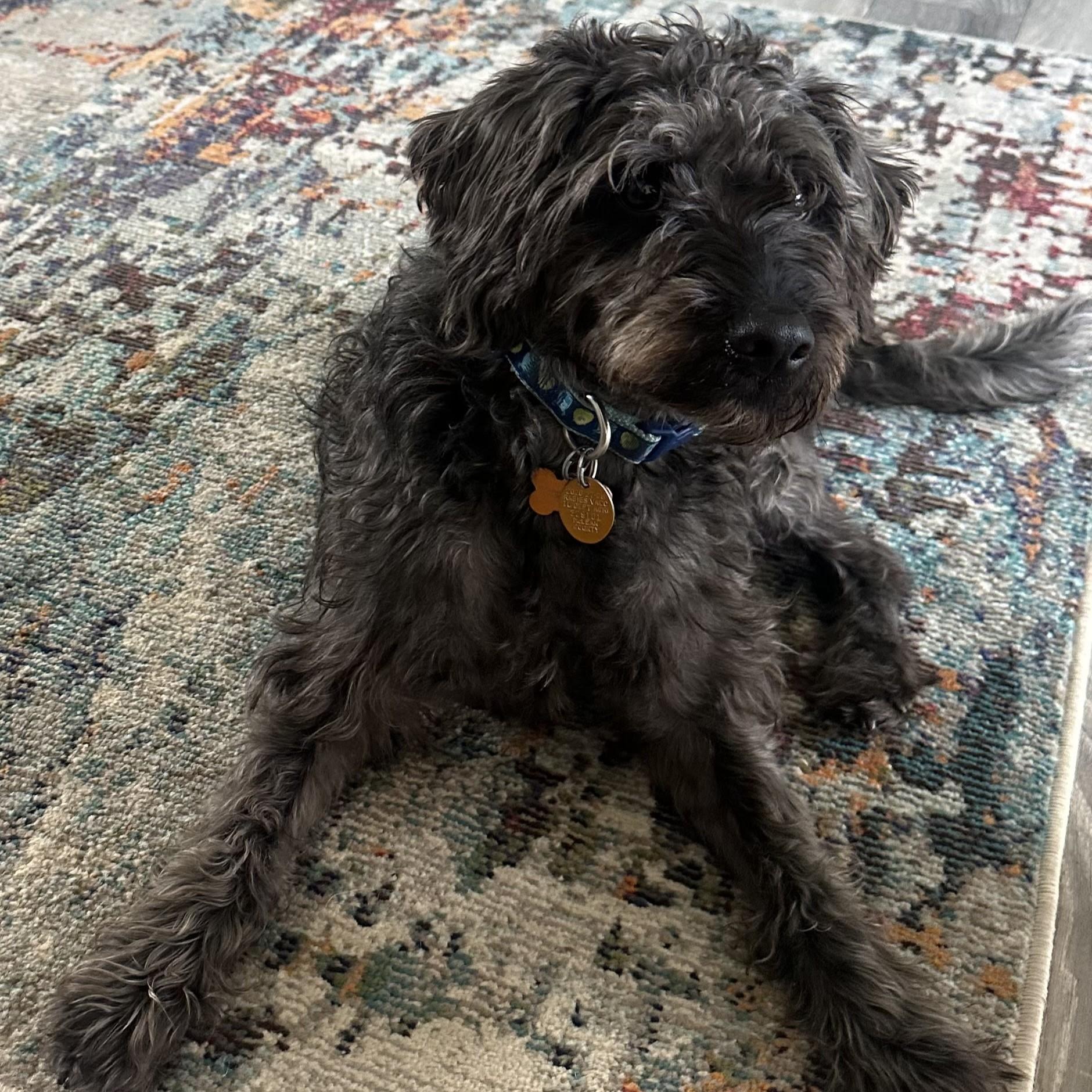 Enlarge Dynaco, an adopted Labradoodle in Normal, IL image 2/4