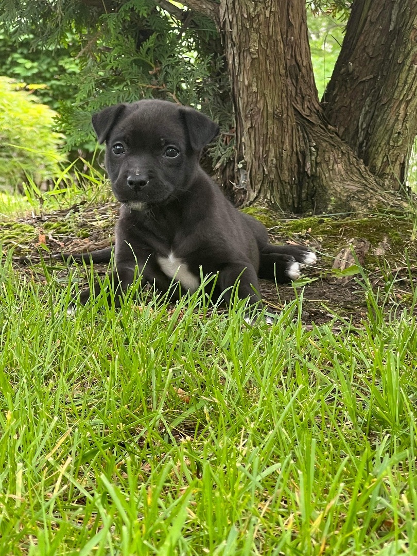 Tipsy, Adopted, Puppy Female Chihuahua & Chow Chow.