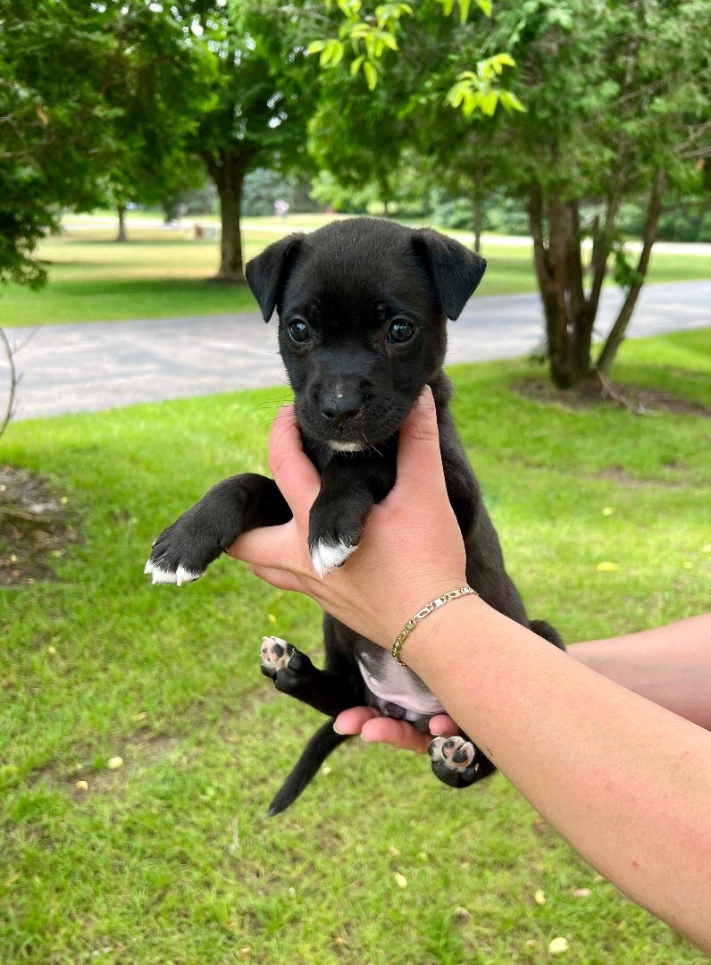 Enlarge Tipsy, a Adopted mixed breed in Hartland, MI image 3/4