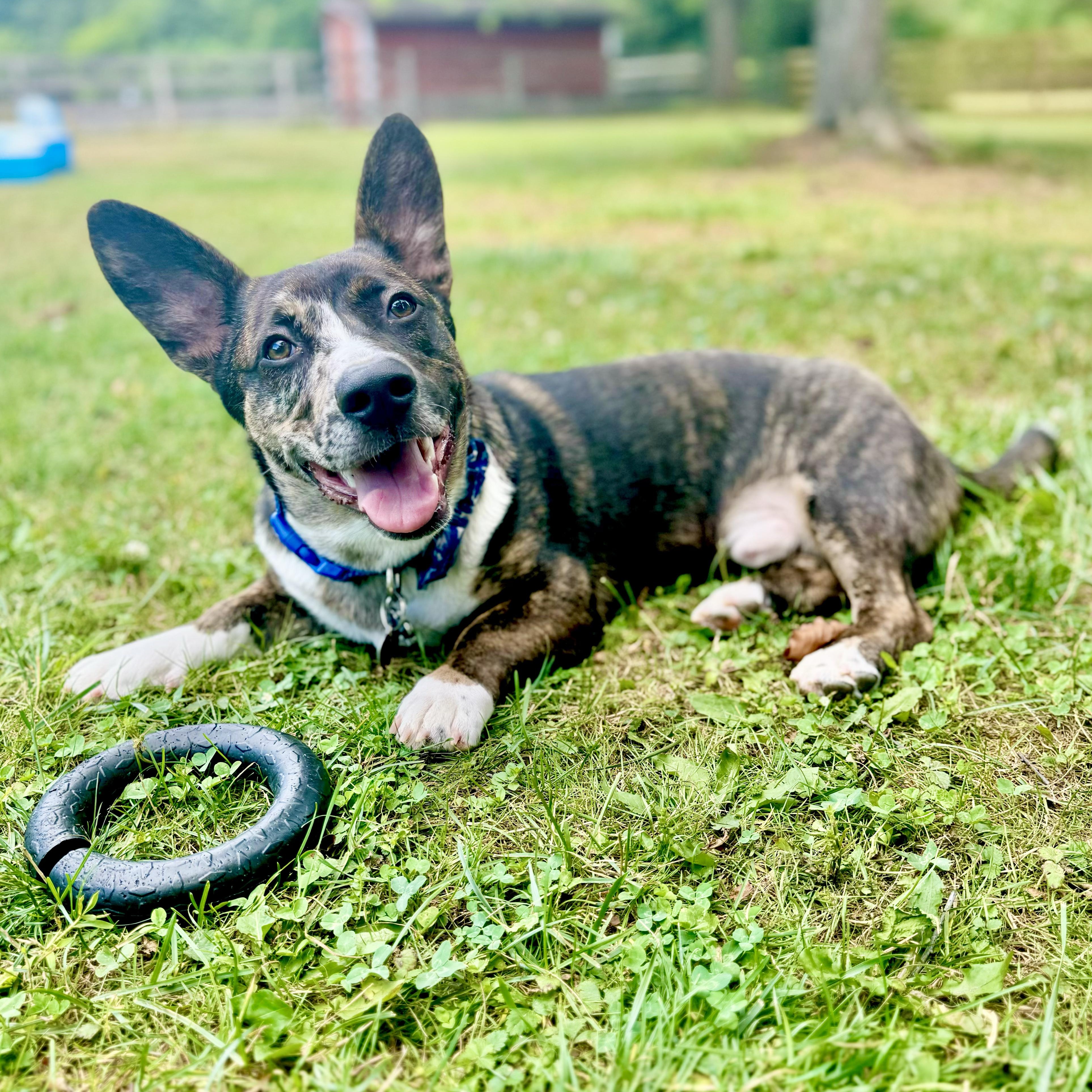 Dog for adoption Paws, a Mix in North conway , NH Petfinder