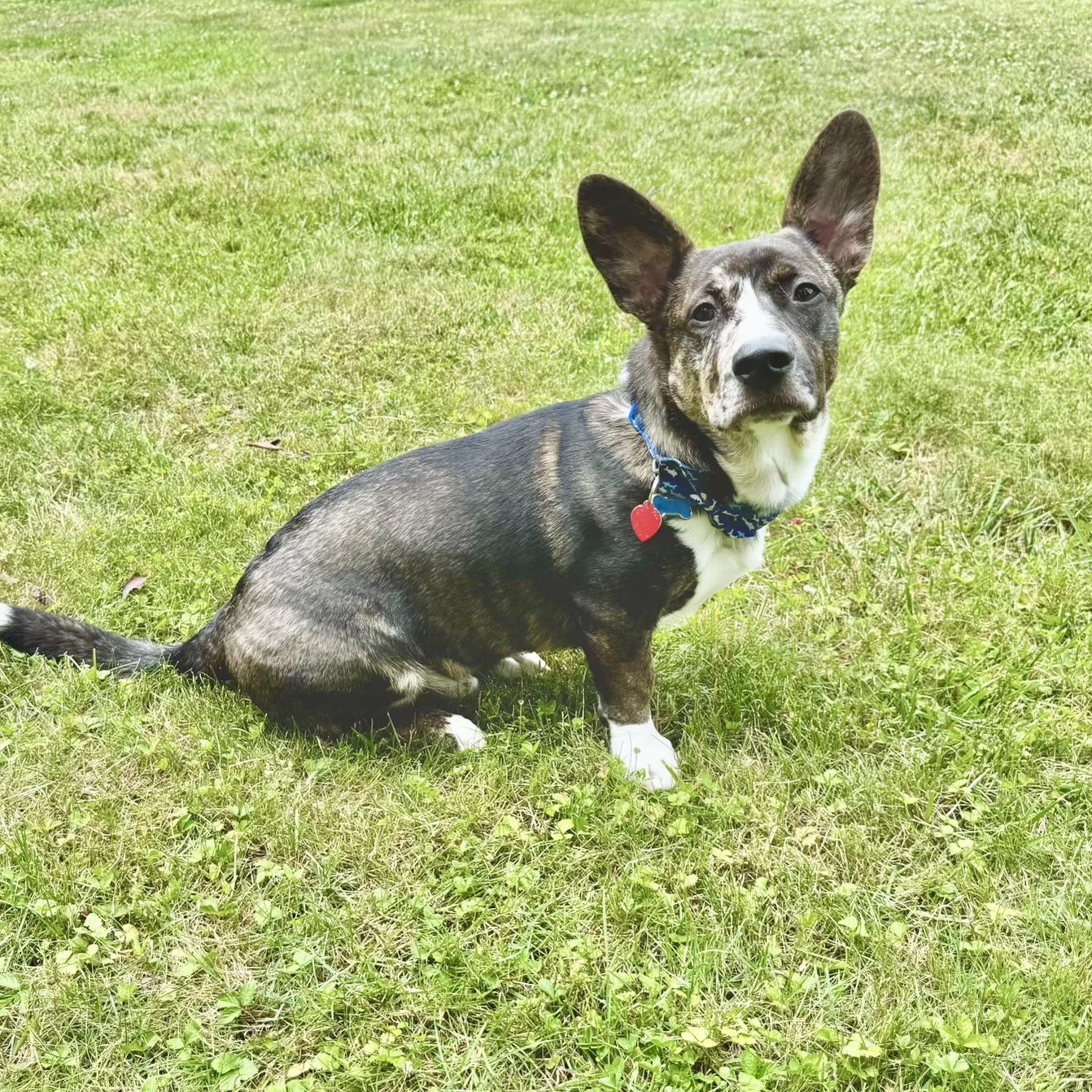 Dog for adoption Paws, a Mix in North conway , NH Petfinder