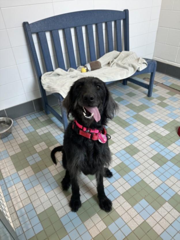Enlarge JANE, a Adoptable mixed breed in Loveland, CO image 1/1
