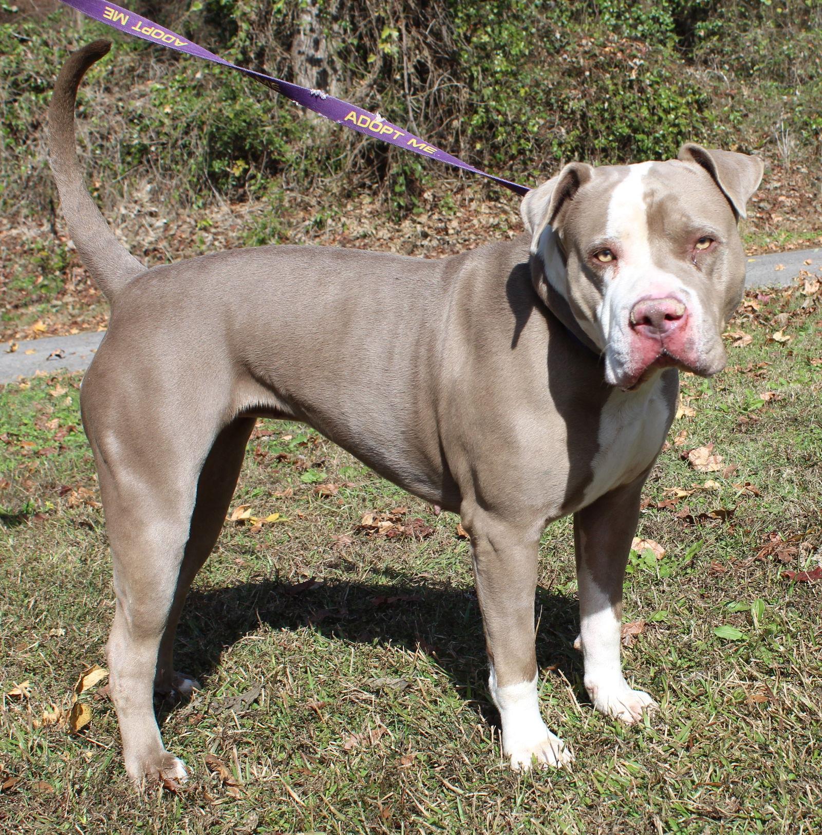 Enlarge Maggie 42860, a Adoptable Pit Bull Terrier in Prattville, AL image 1/3