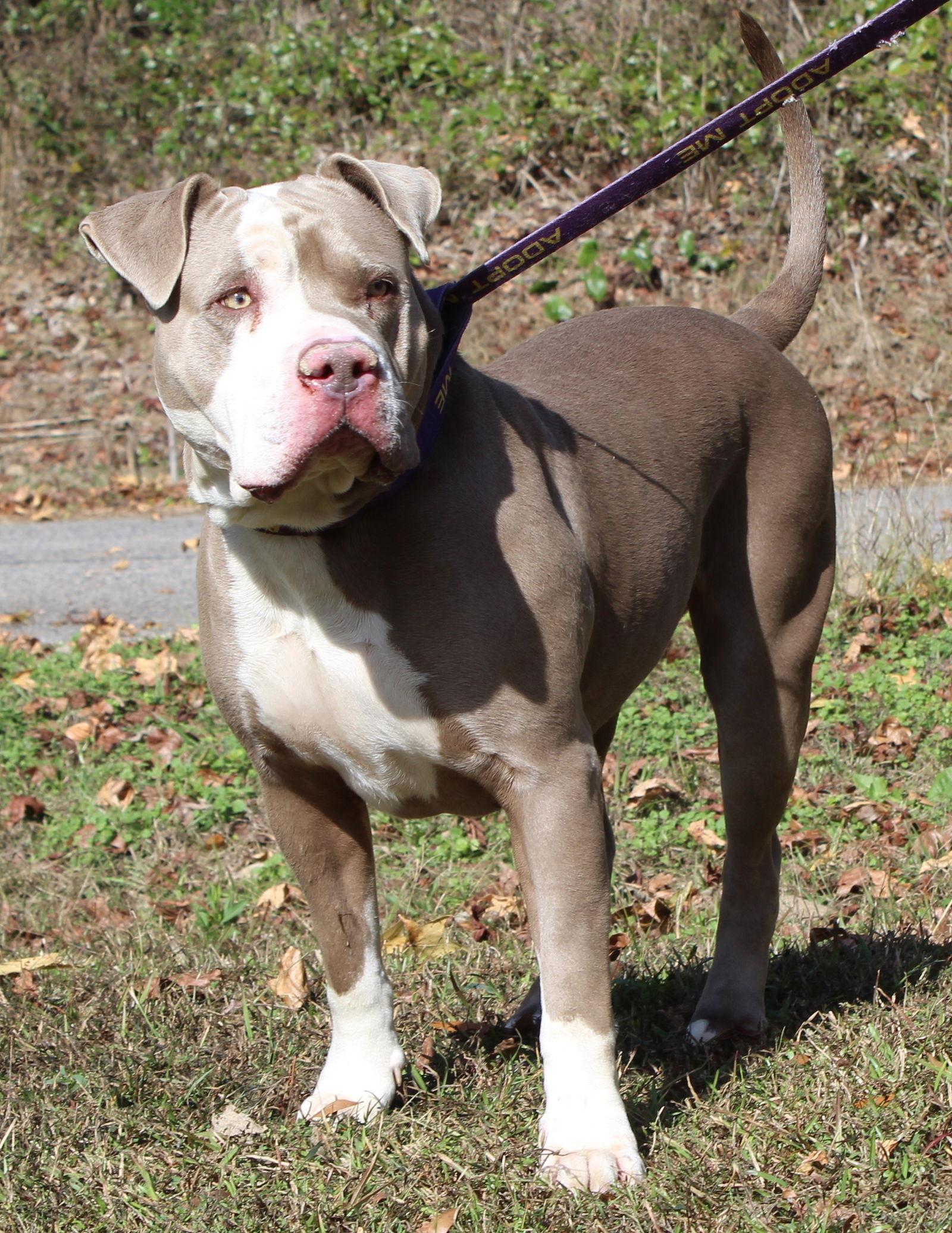 Enlarge Maggie 42860, a Adoptable Pit Bull Terrier in Prattville, AL image 2/3