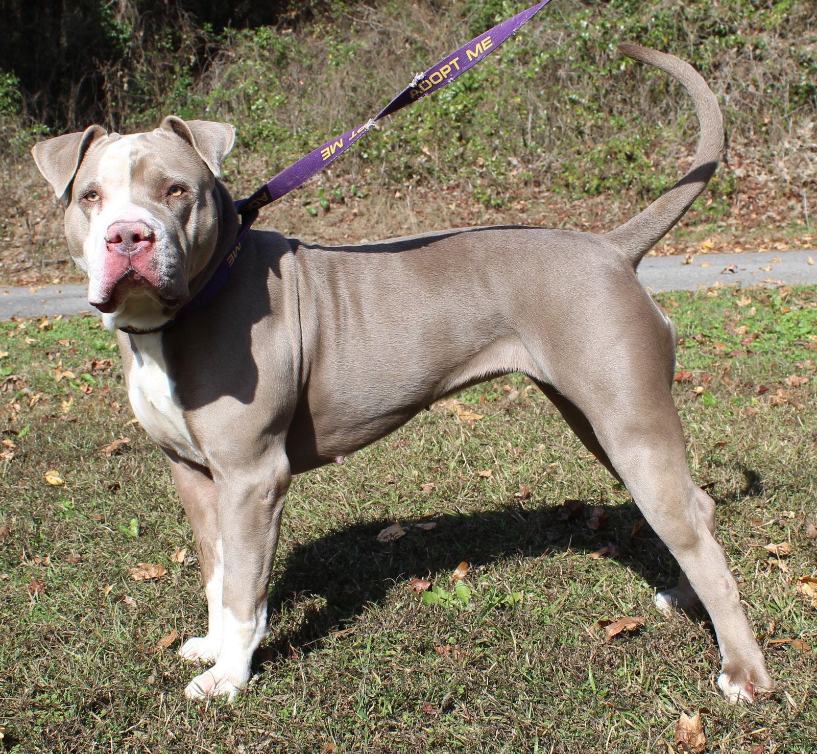 Enlarge Maggie 42860, a Adoptable Pit Bull Terrier in Prattville, AL image 3/3