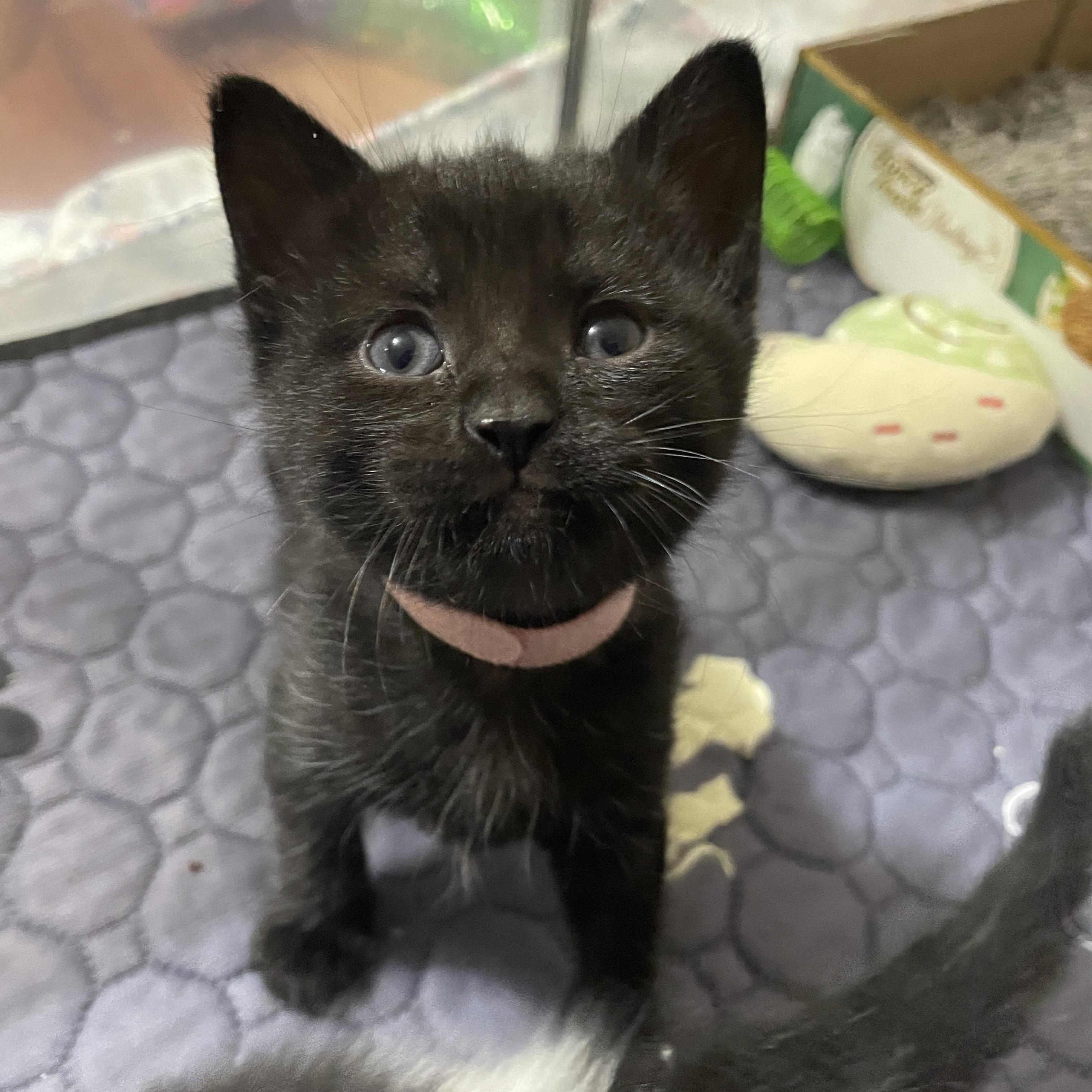 Baby Jane Doe, a ADOPTABLE Domestic Short Hair in Bryan, TX image 3/6