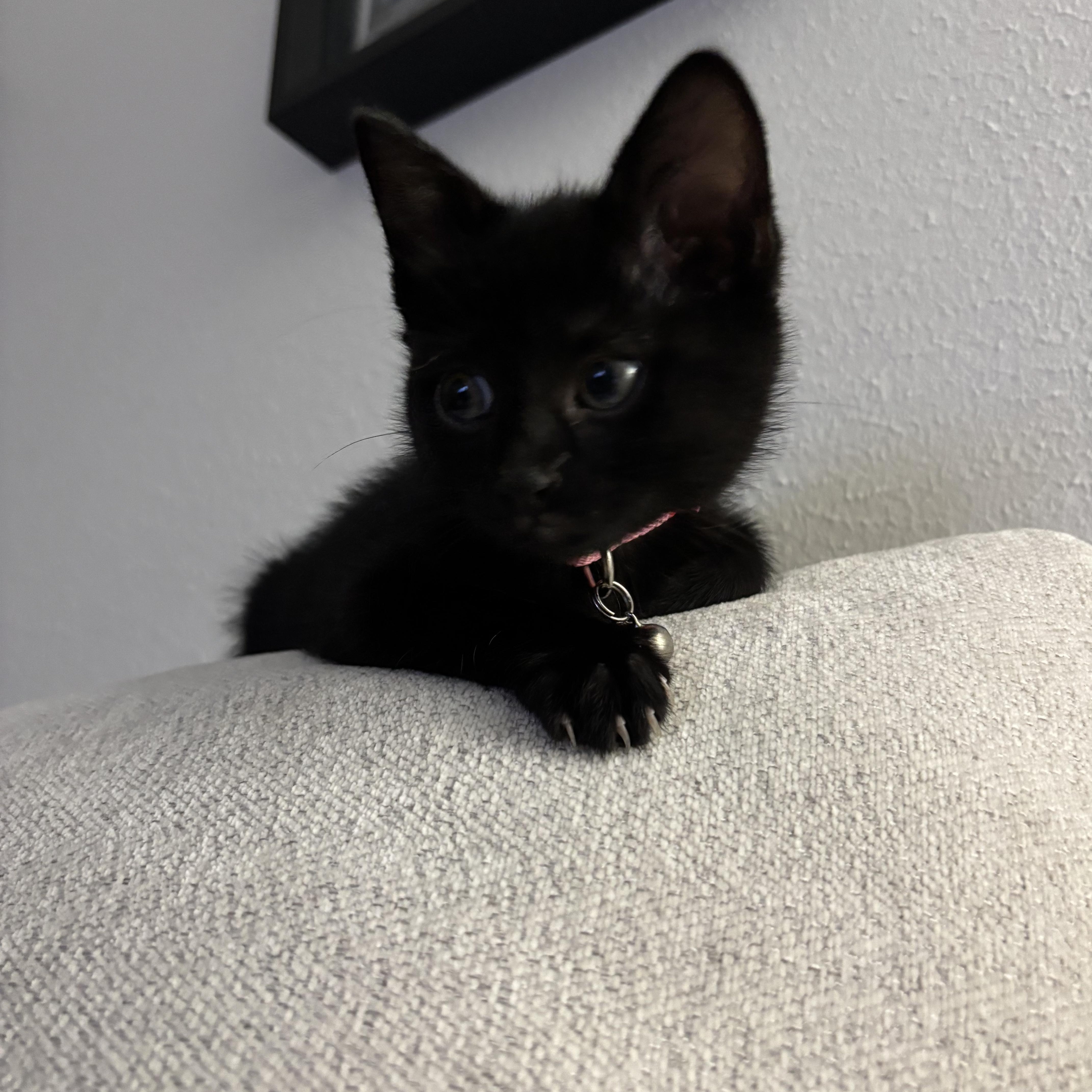 Baby Jane Doe, a ADOPTABLE Domestic Short Hair in Bryan, TX image 2/6