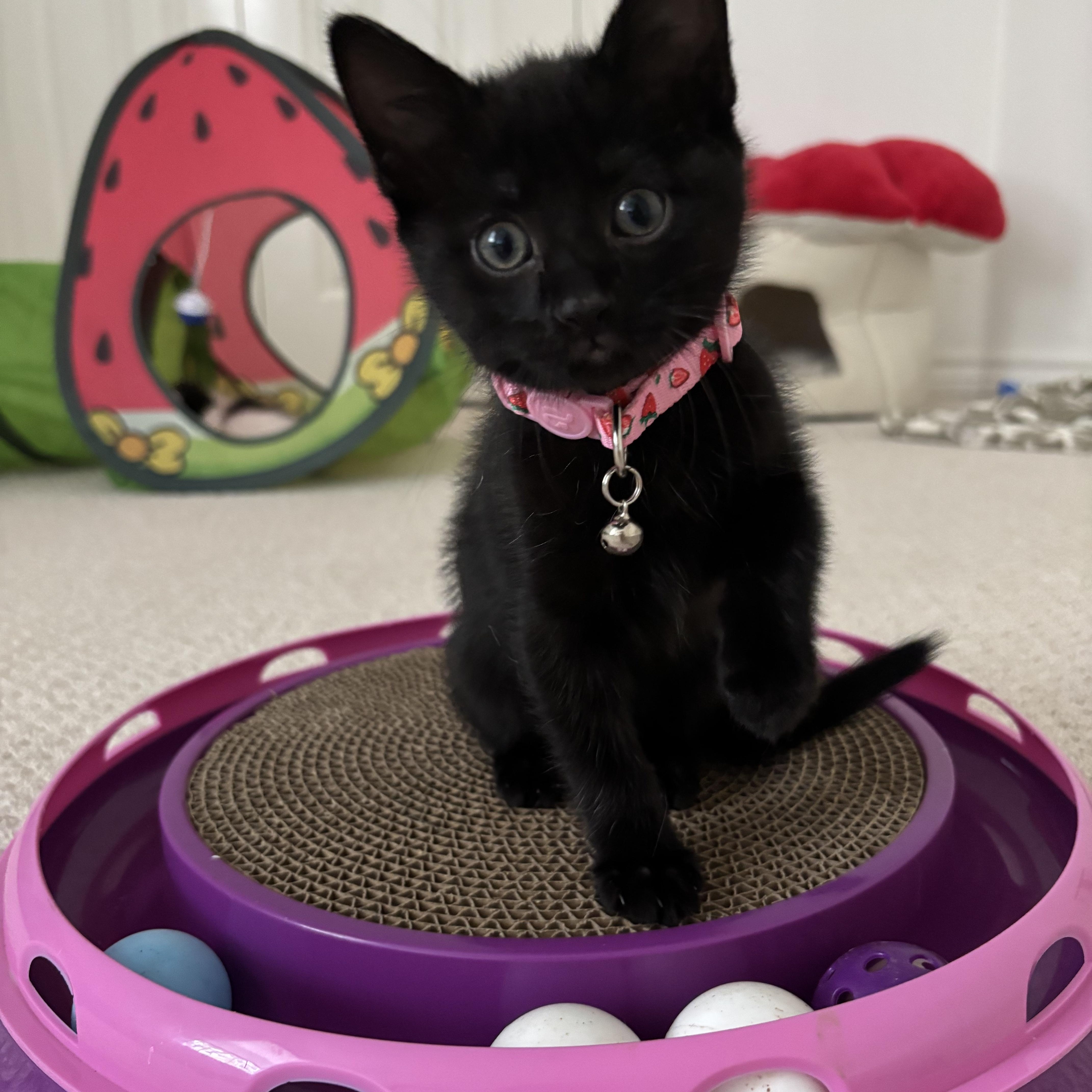 Baby Jane Doe, a ADOPTABLE Domestic Short Hair in Bryan, TX image 1/6