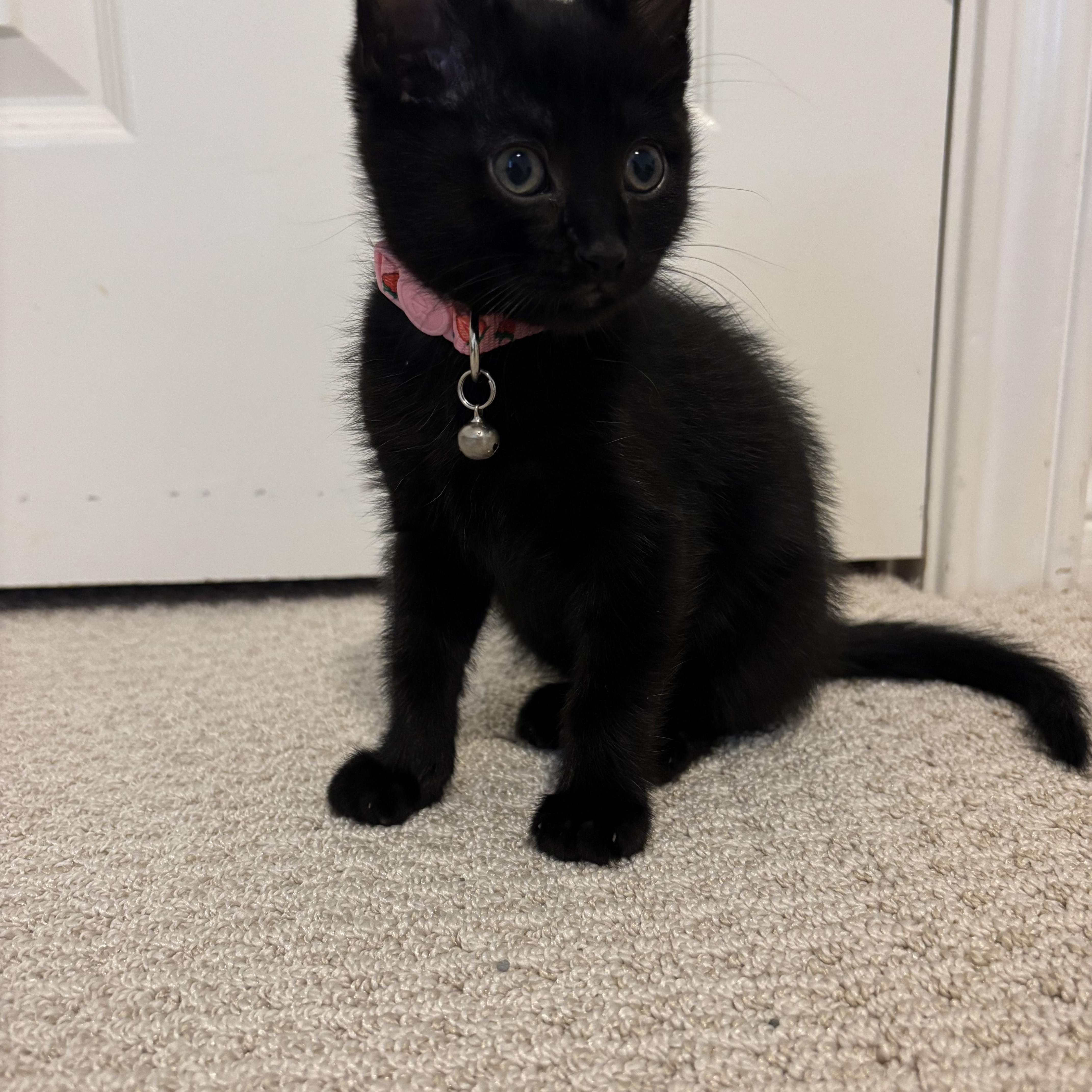 Baby Jane Doe, a ADOPTABLE Domestic Short Hair in Bryan, TX image 4/6