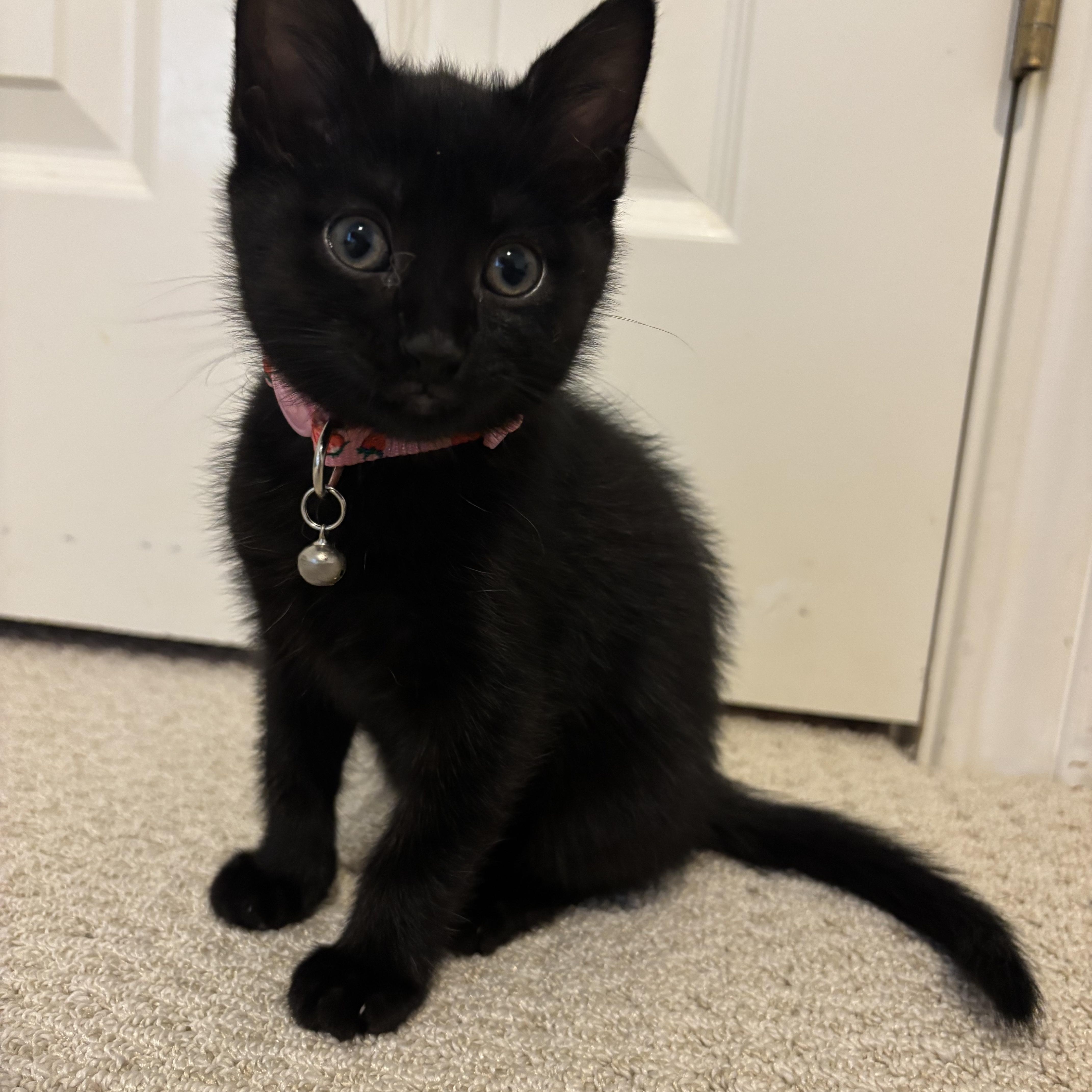 Baby Jane Doe, a ADOPTABLE Domestic Short Hair in Bryan, TX image 6/6