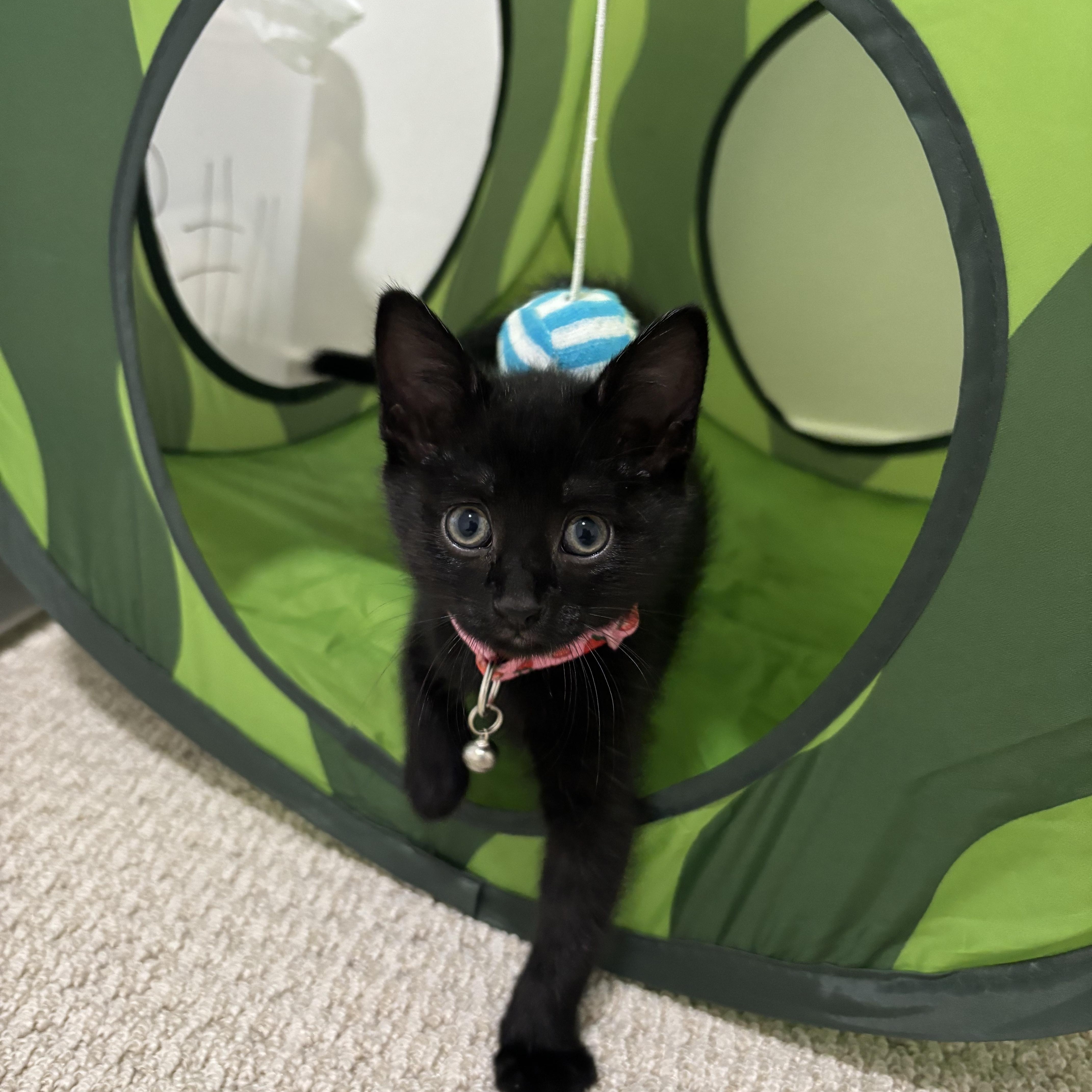 Baby Jane Doe, a ADOPTABLE Domestic Short Hair in Bryan, TX image 5/6