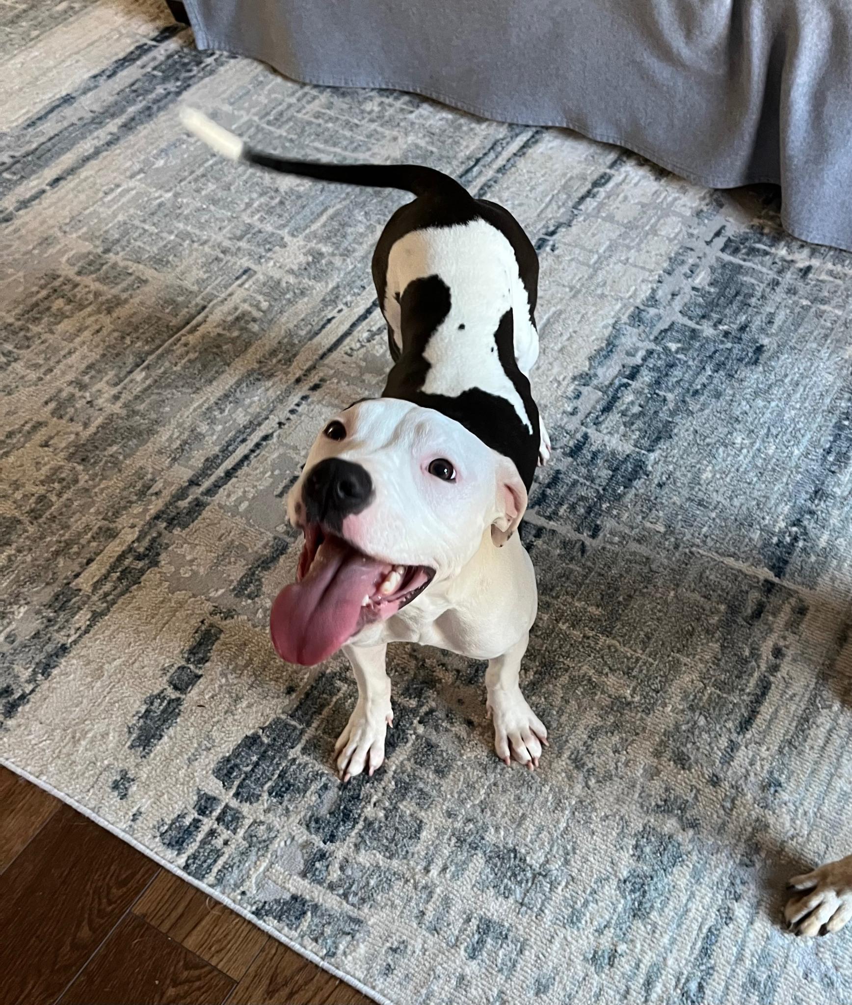 Delilah *HERE IN NH*, a Adoptable Mixed Breed image 2/4