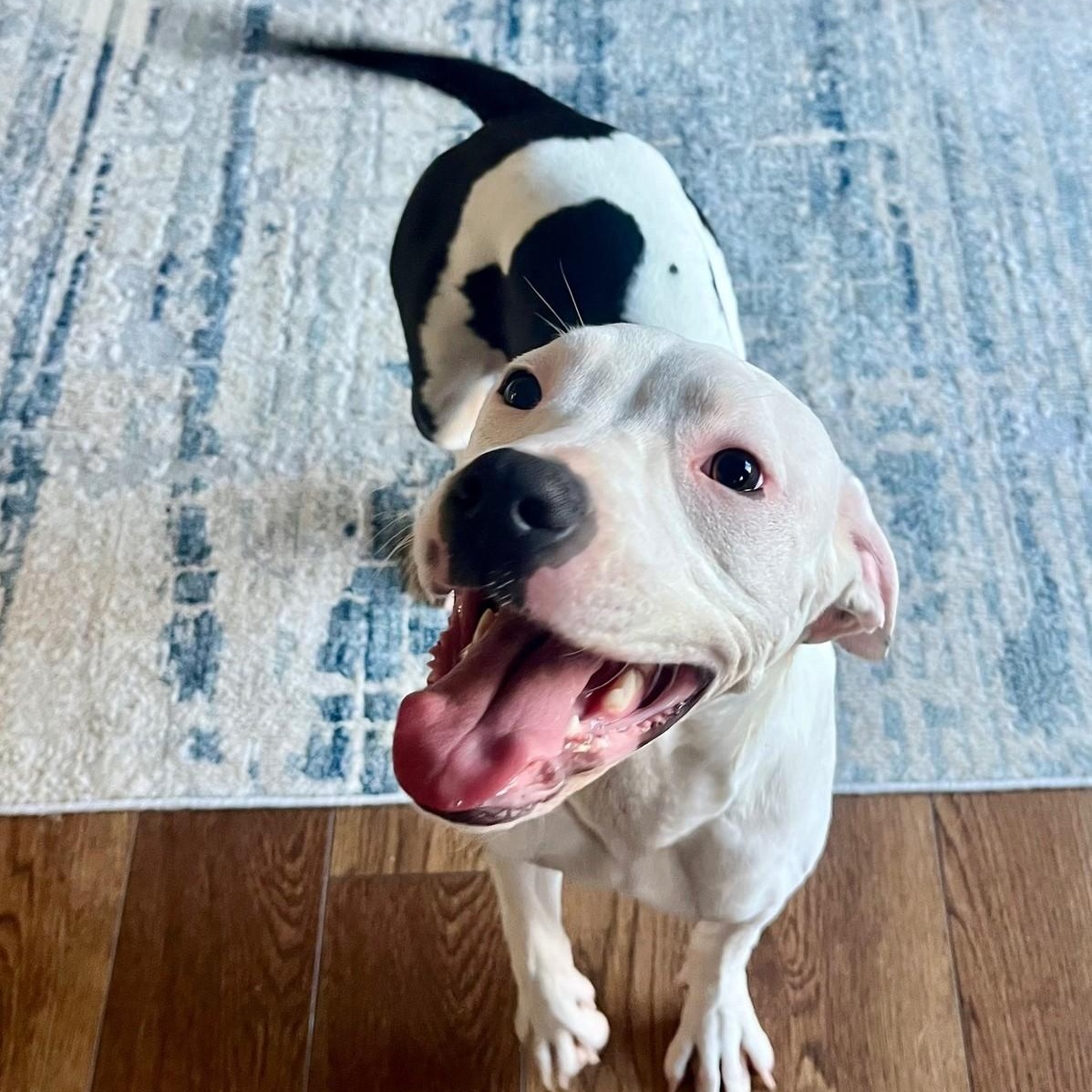 Delilah *HERE IN NH*, a Adoptable Mixed Breed image 1/4