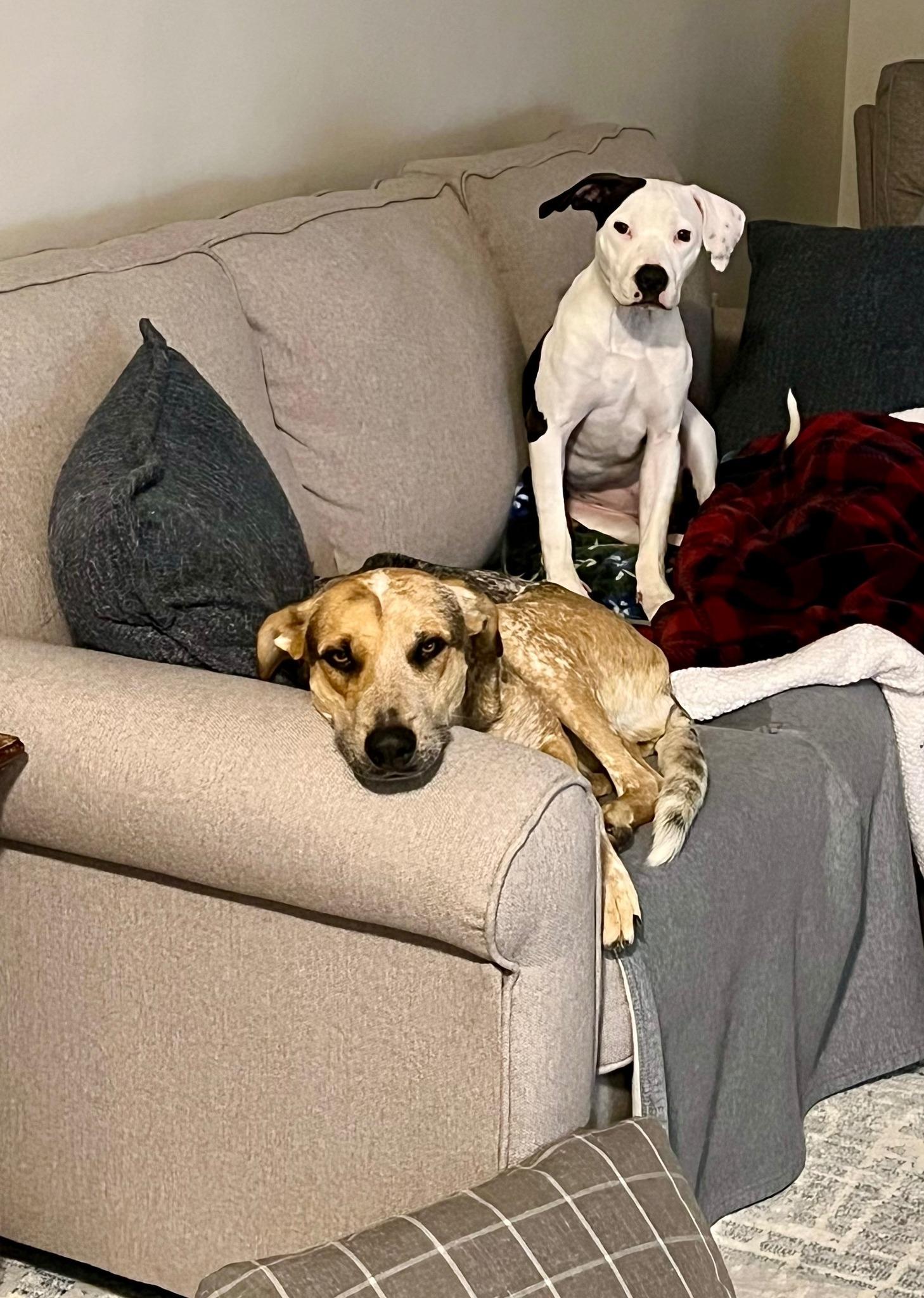 Delilah *HERE IN NH*, a Adoptable Mixed Breed image 4/4