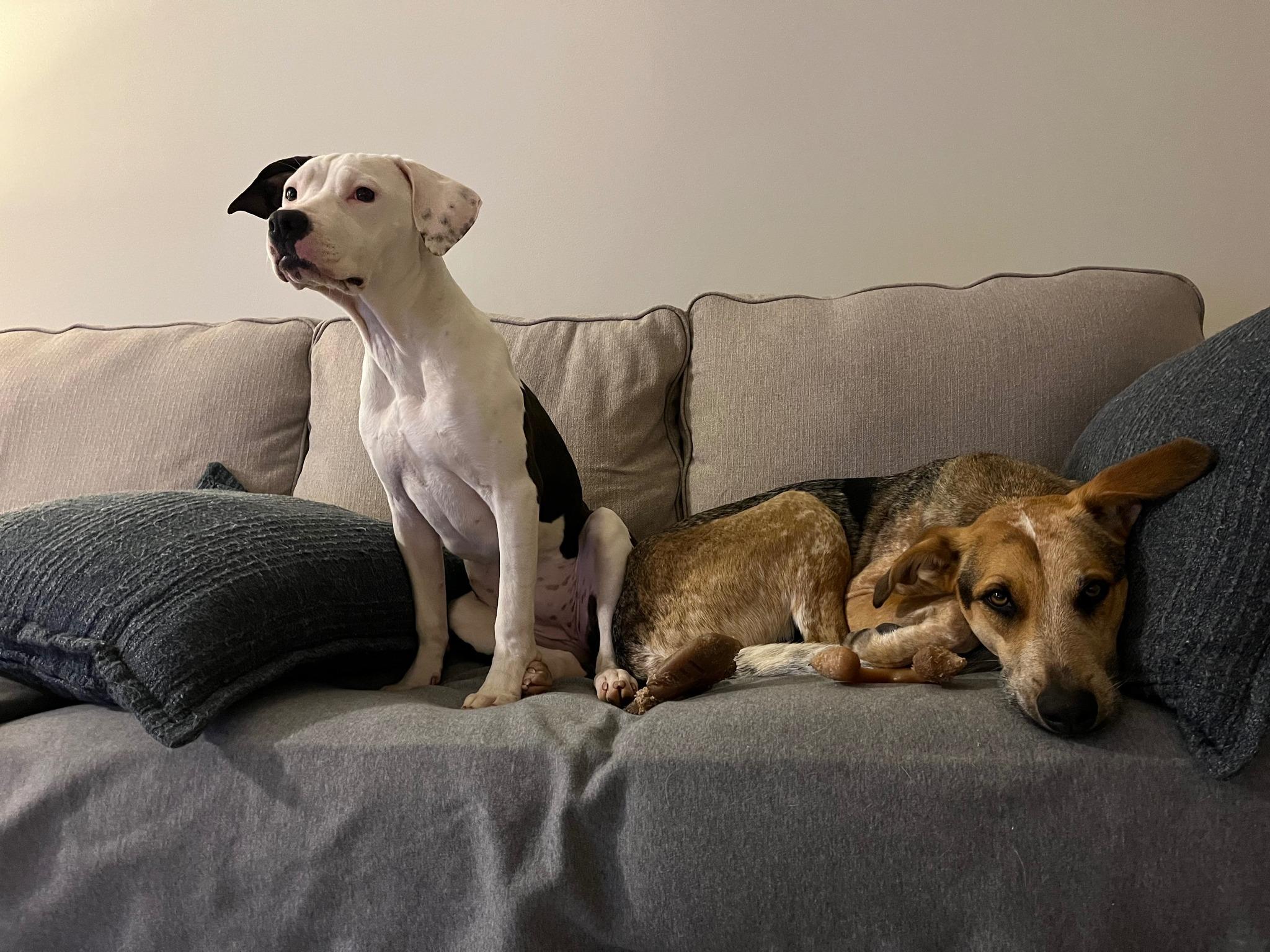 Delilah *HERE IN NH*, a Adoptable Mixed Breed image 3/4