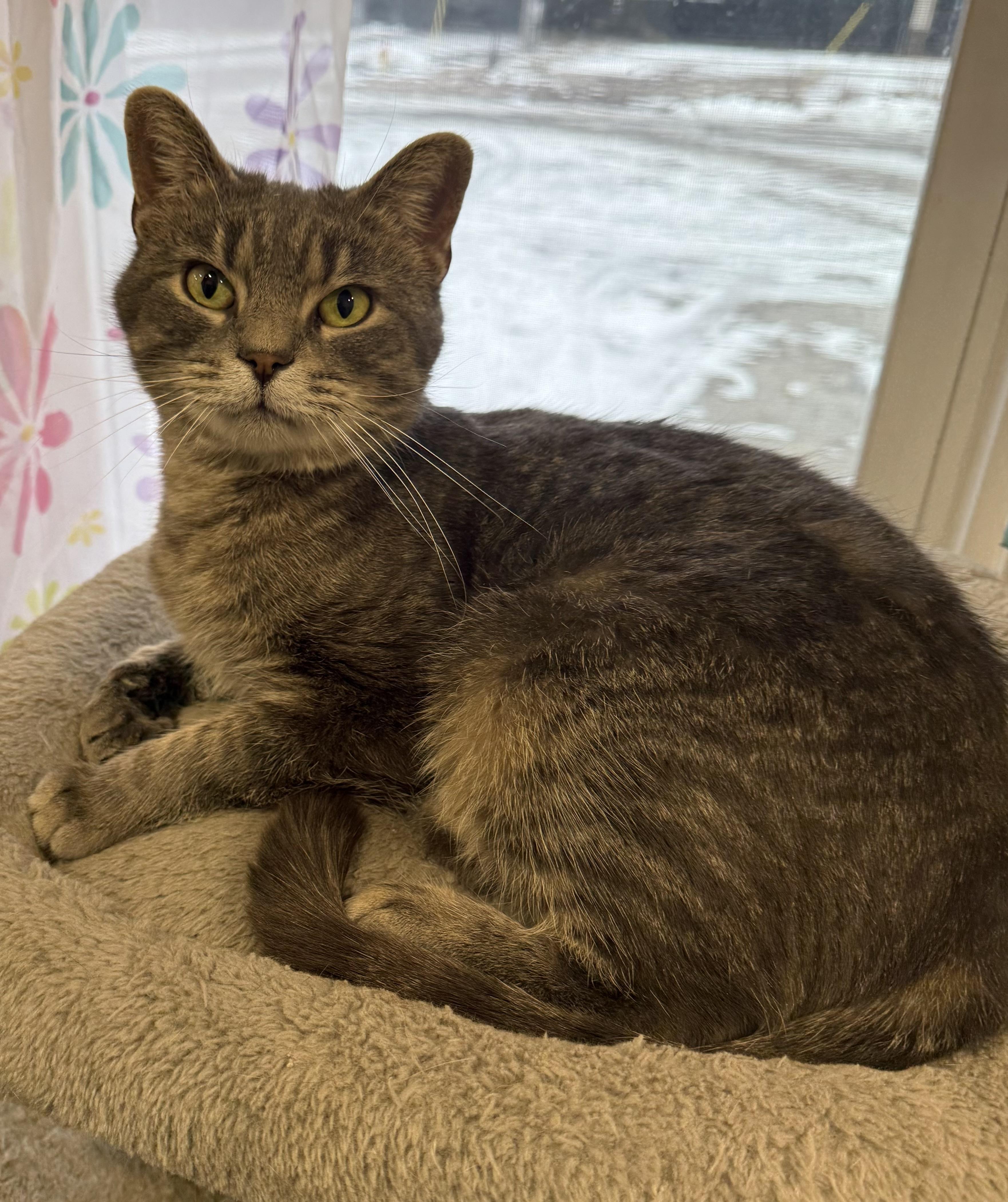 Enlarge Sophie, a ADOPTABLE Domestic Short Hair in Highland, IN image 1/2
