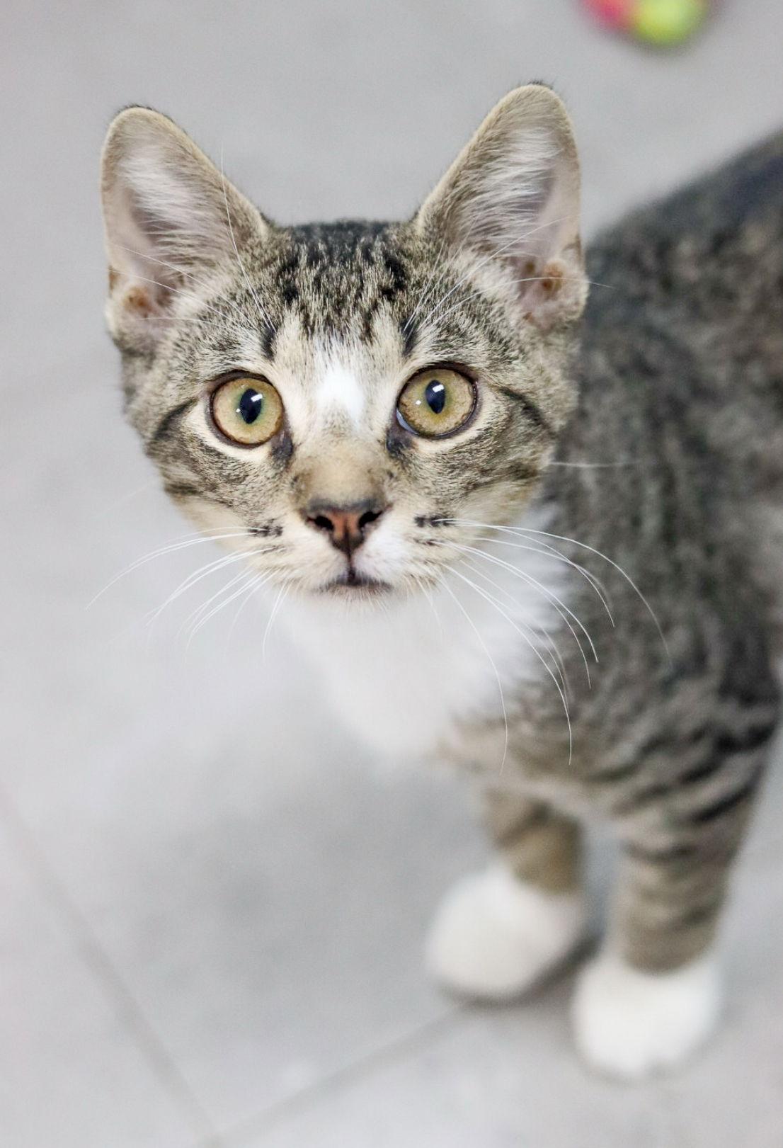 Jenks, Adoptable, Kitten Male Domestic Short Hair.