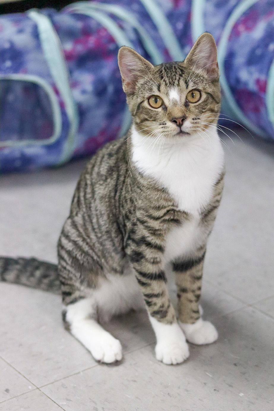 Jenks, a Adoptable Domestic Short Hair in Sanford, NC image 2/3