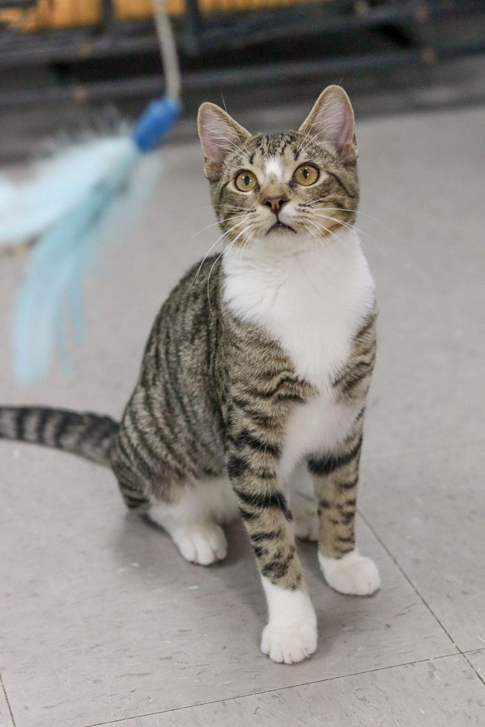 Jenks, a Adoptable Domestic Short Hair in Sanford, NC image 3/3