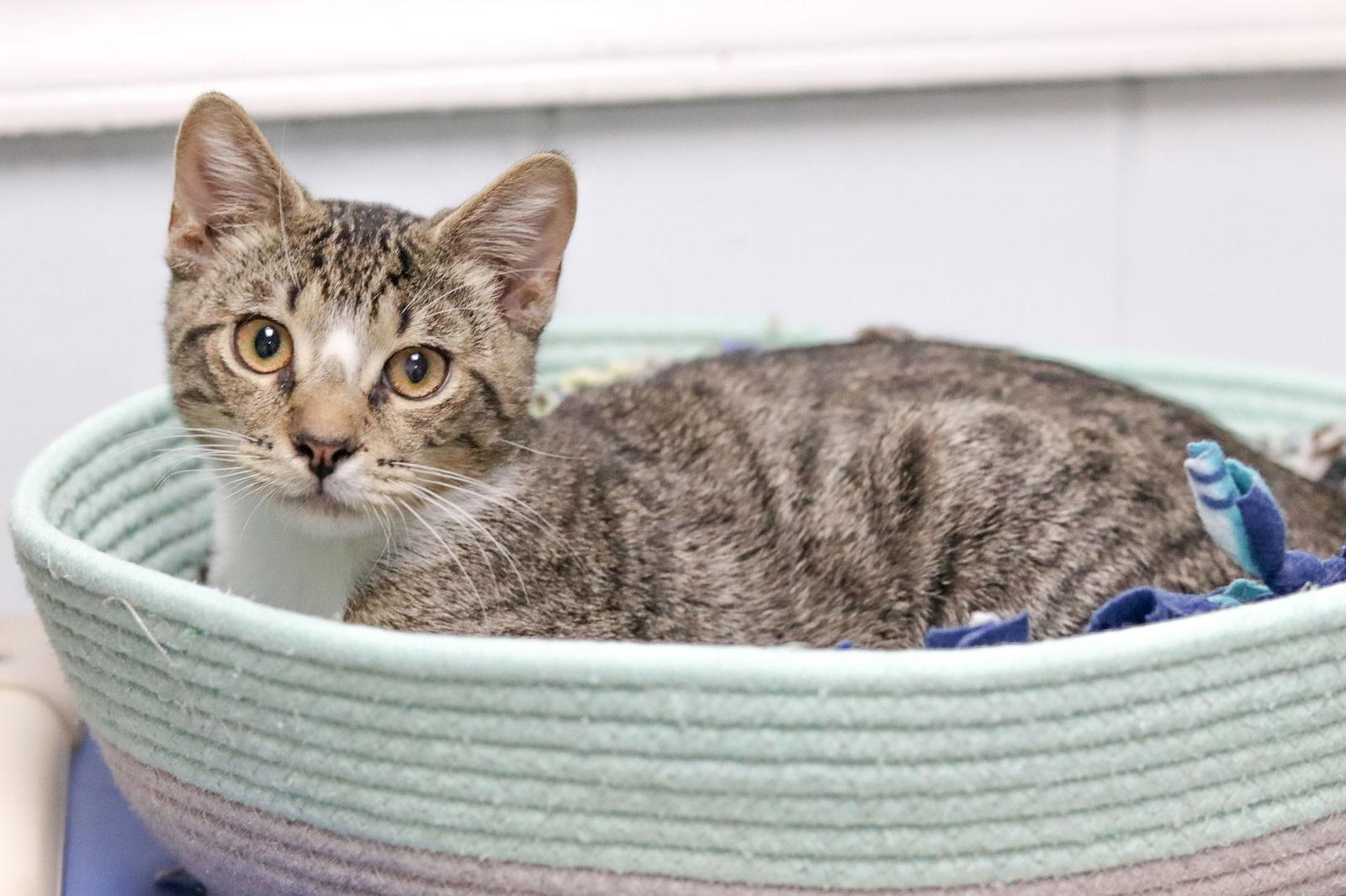 Enlarge Jenks, a Adoptable Domestic Short Hair in Sanford, NC image 3/3