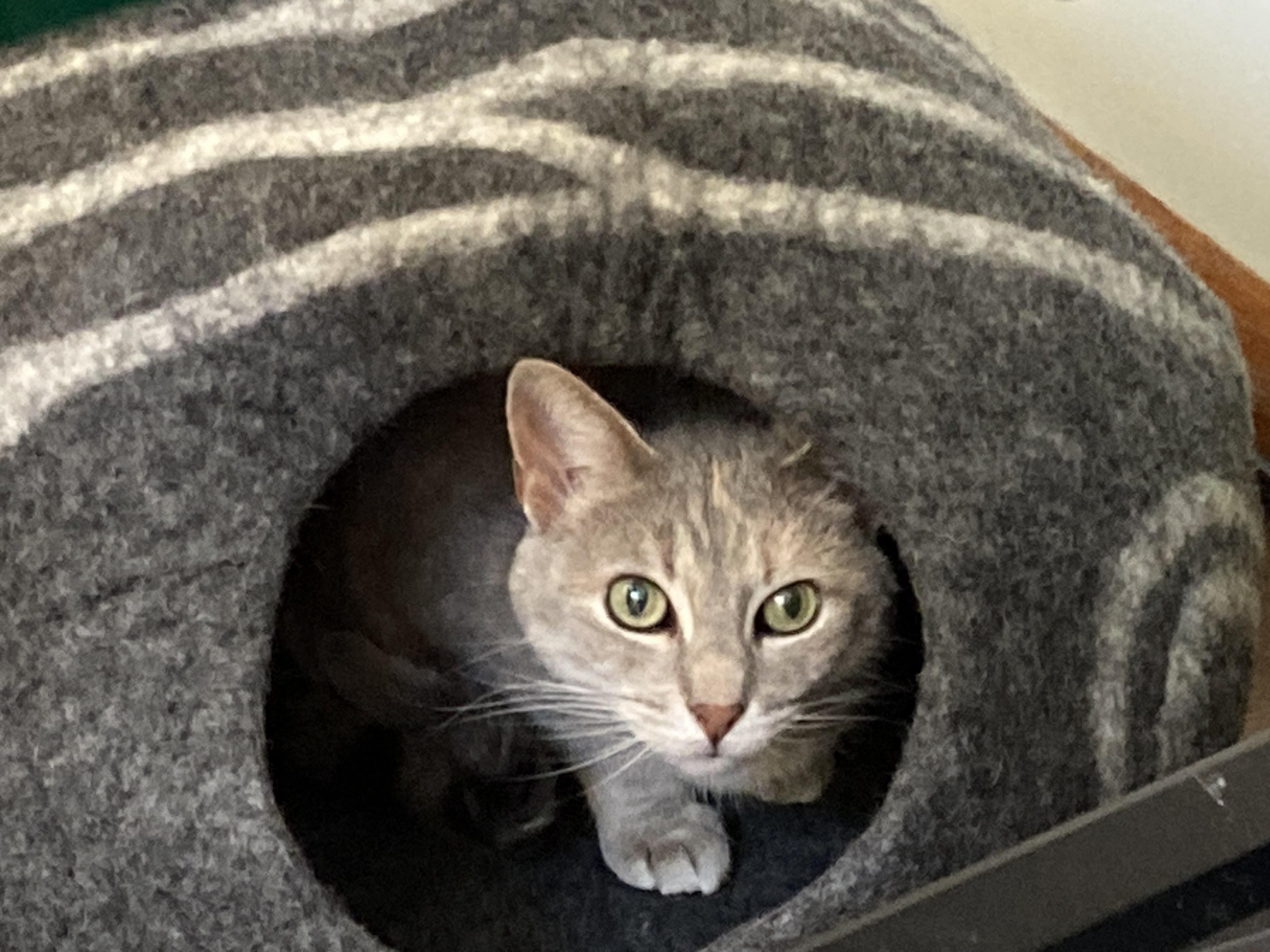 Enlarge Luna, a ADOPTABLE Dilute Calico in Wayzata, MN image 1/2