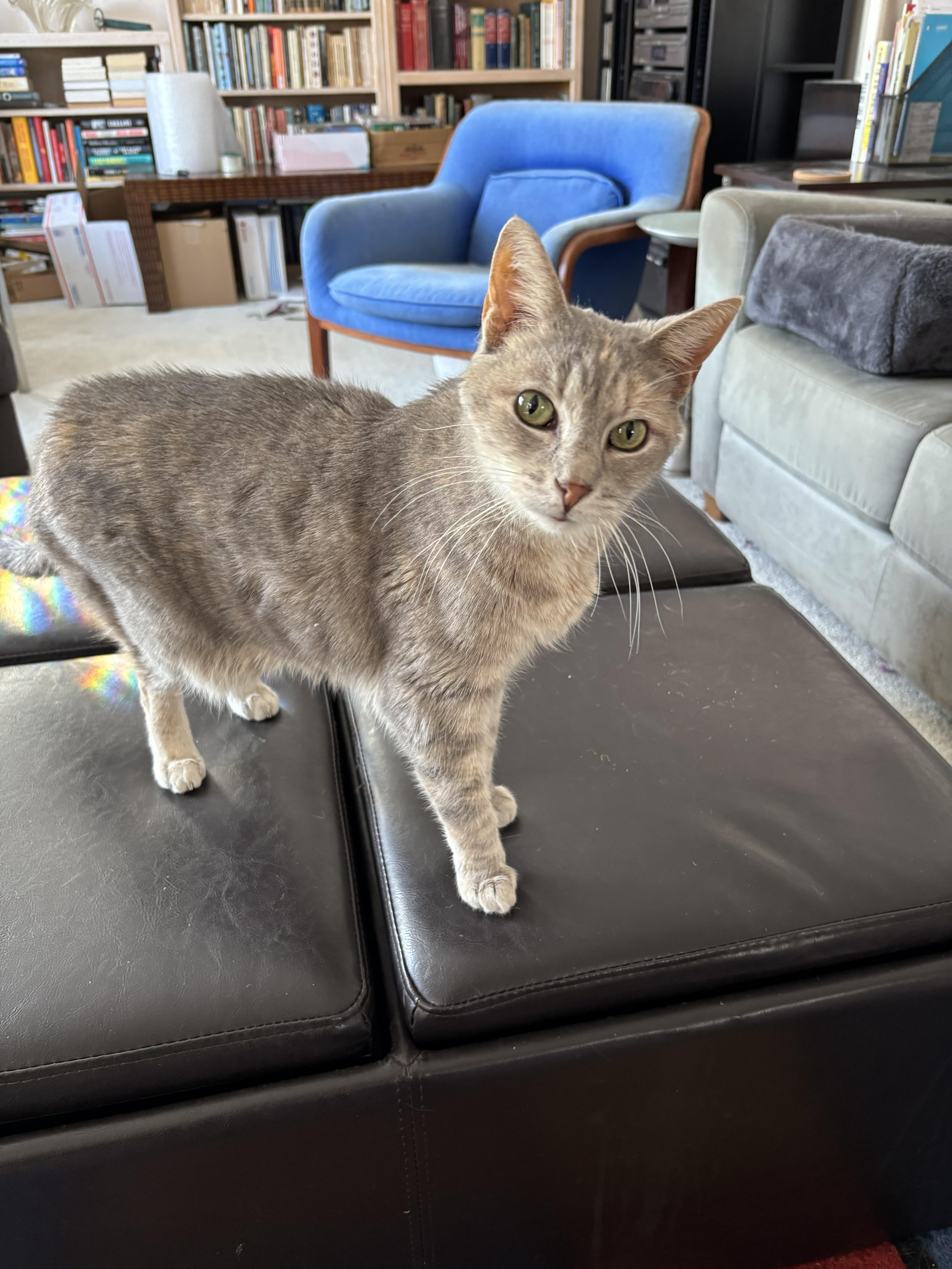 Enlarge Luna, a ADOPTABLE Dilute Calico in Wayzata, MN image 2/2