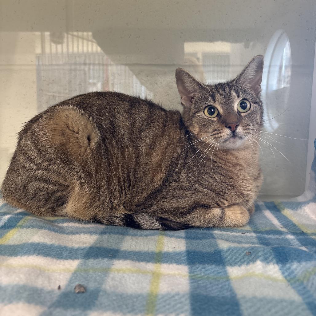 Olive — thumbnail 2