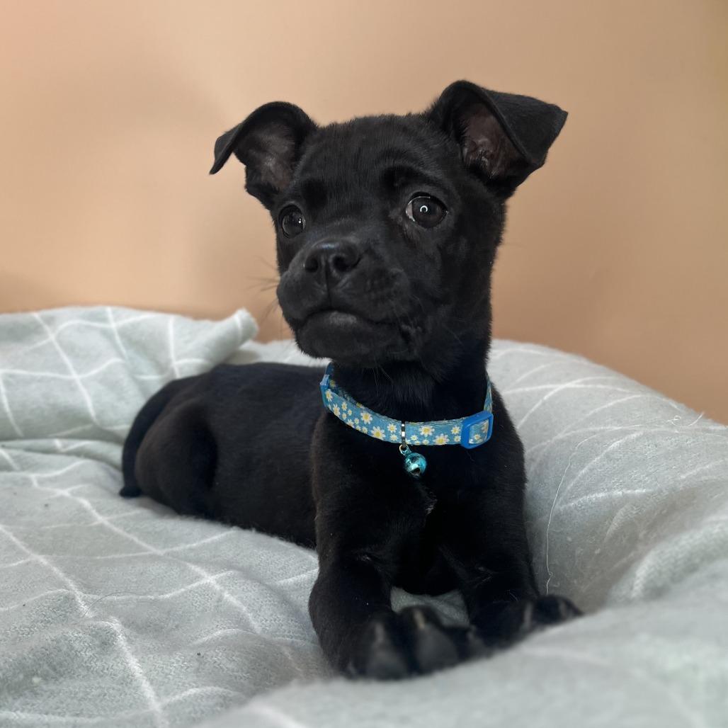 Enlarge Black Bean, a Adoptable mixed breed in San Antonio, TX image 1/6