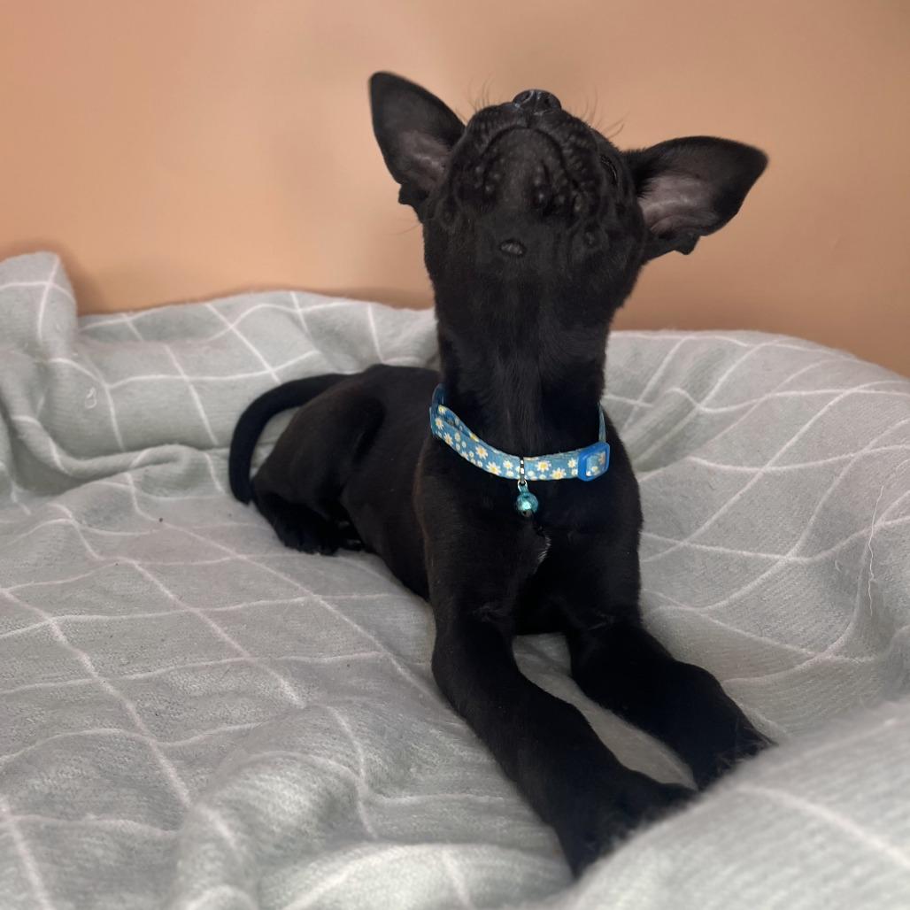 Enlarge Black Bean, a Adoptable mixed breed in San Antonio, TX image 2/6