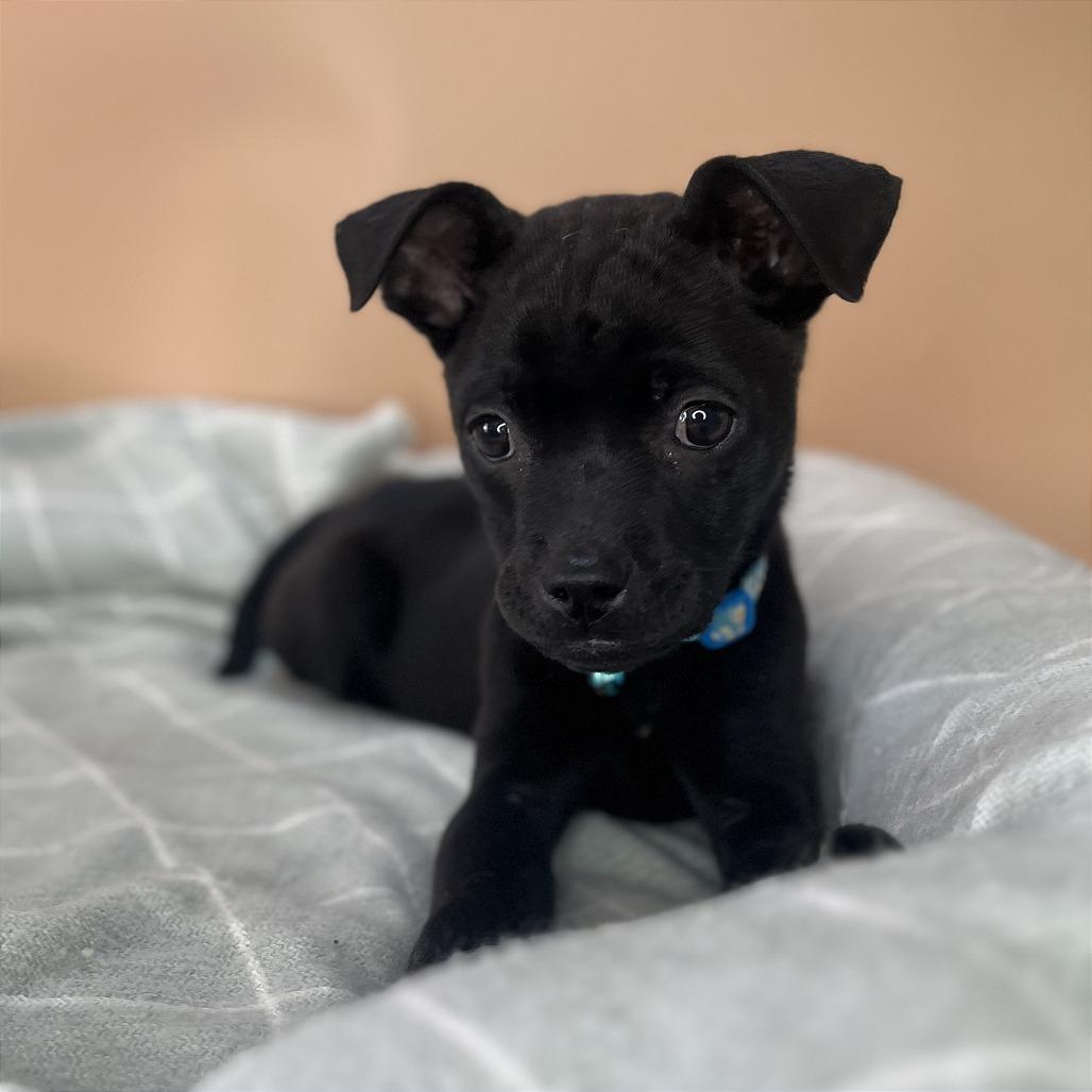 Enlarge Black Bean, a Adoptable mixed breed in San Antonio, TX image 3/6
