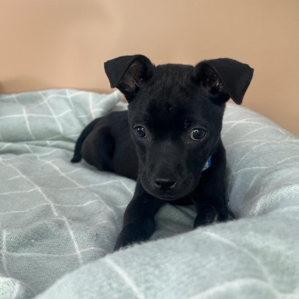 Enlarge Black Bean, a Adoptable mixed breed in San Antonio, TX image 4/6