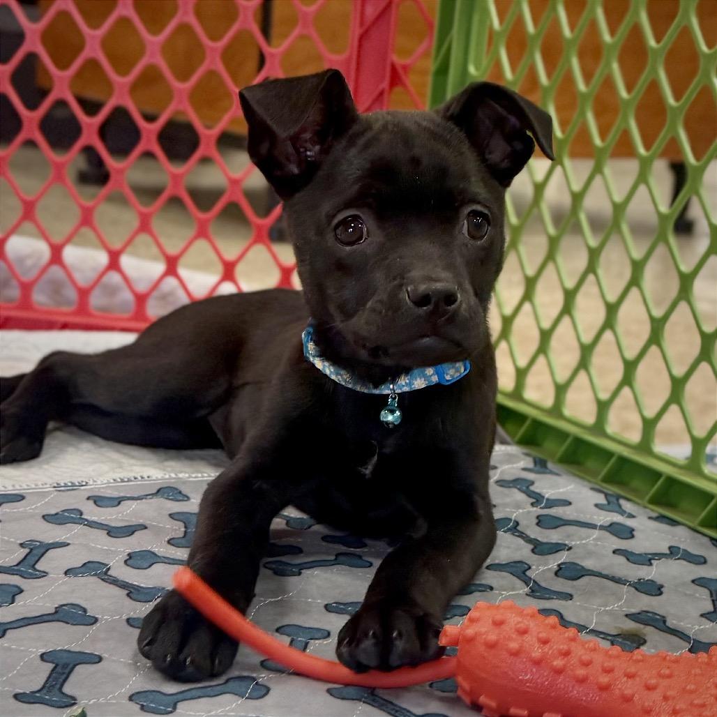 Enlarge Black Bean, a Adoptable mixed breed in San Antonio, TX image 5/6
