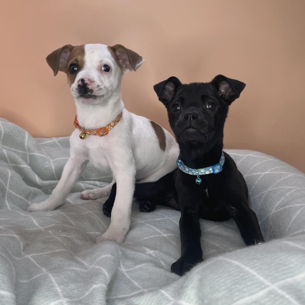 Enlarge Black Bean, a Adoptable mixed breed in San Antonio, TX image 6/6