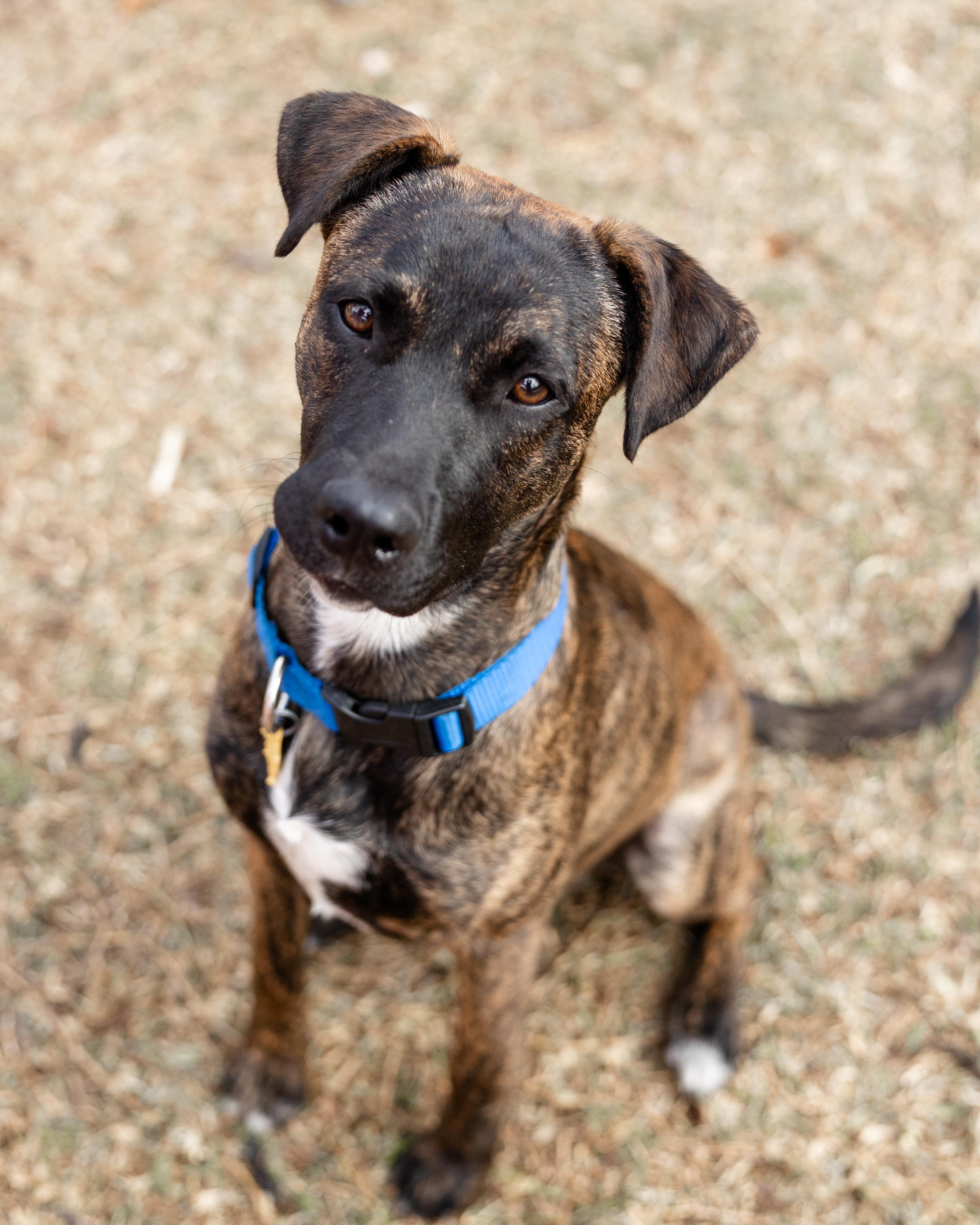 Enlarge Vegas, a Adoptable mixed breed in Pflugerville, TX image 5/6